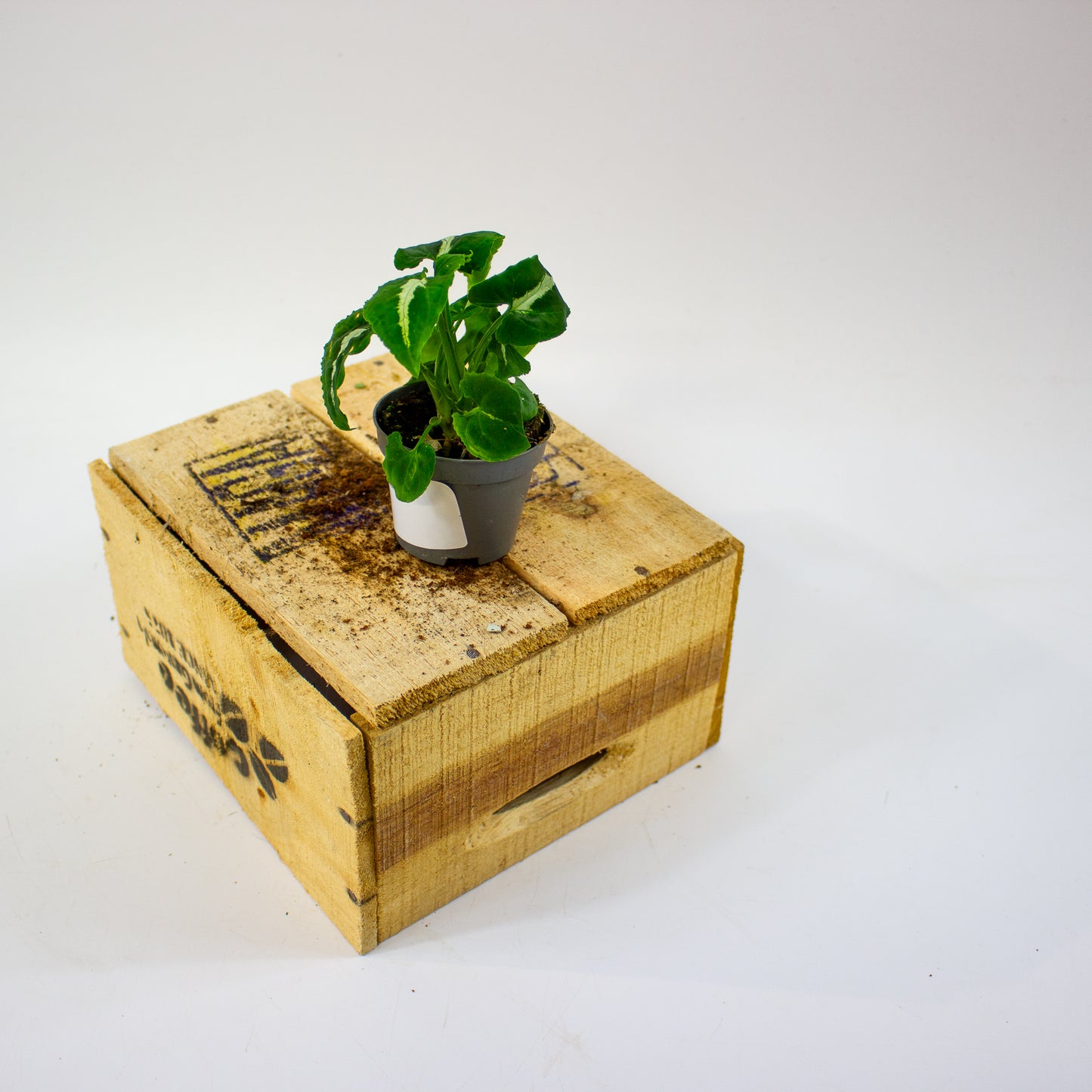 Syngonium wendlandii  6cm H15cm