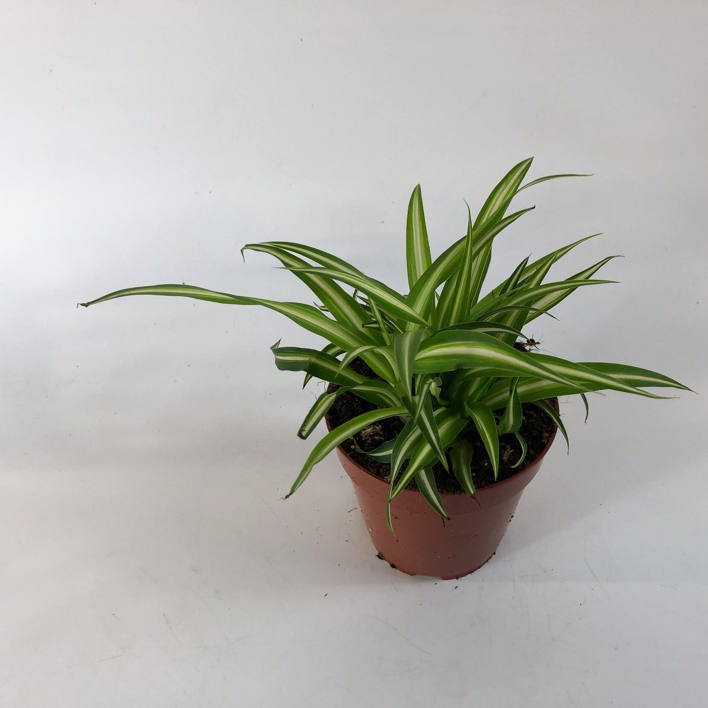 Chlorophytum Variegatum 12cm H25cm