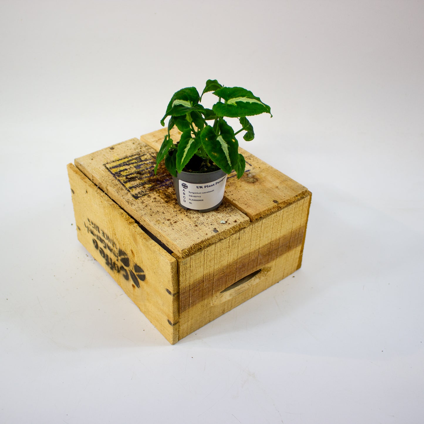 Syngonium wendlandii  6cm H15cm