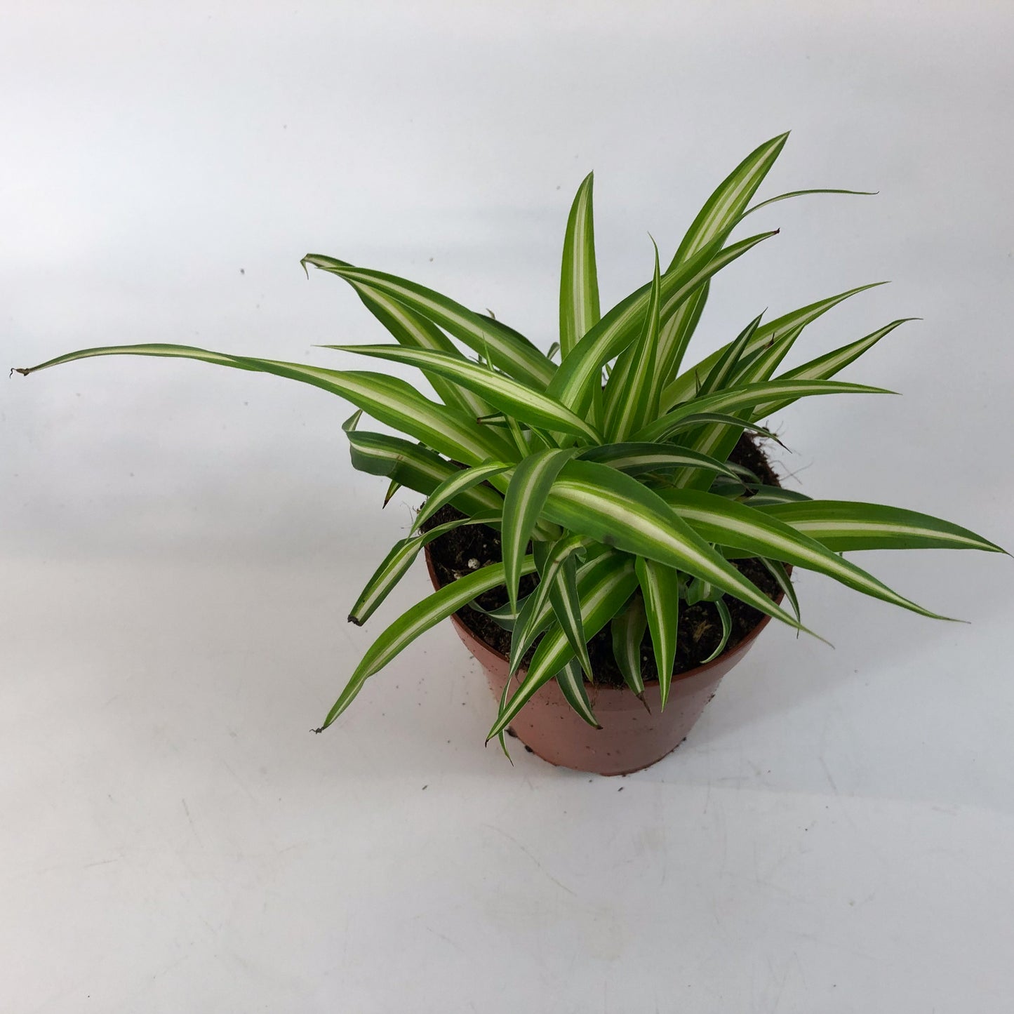 Chlorophytum Variegatum 12cm H25cm