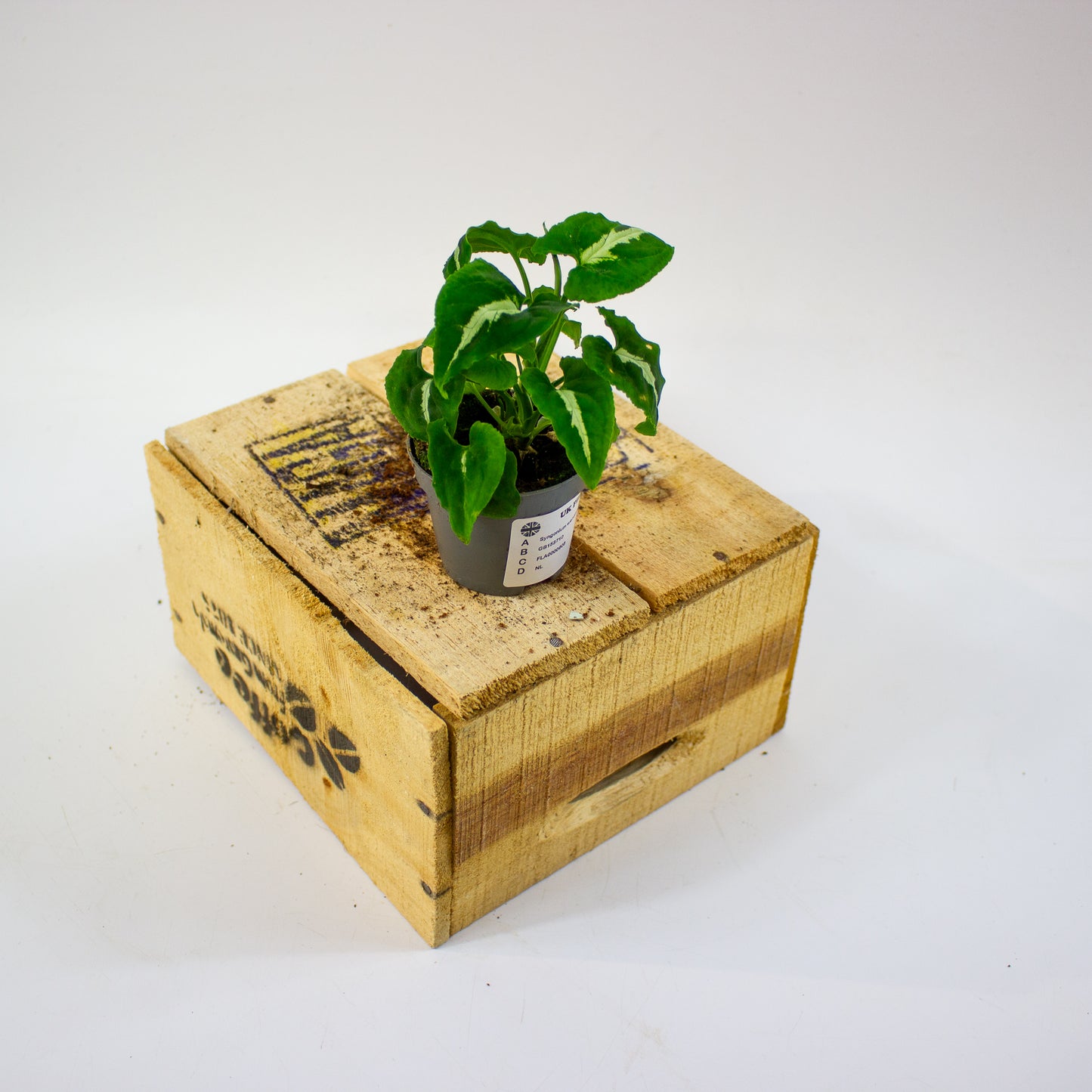 Syngonium wendlandii  6cm H15cm