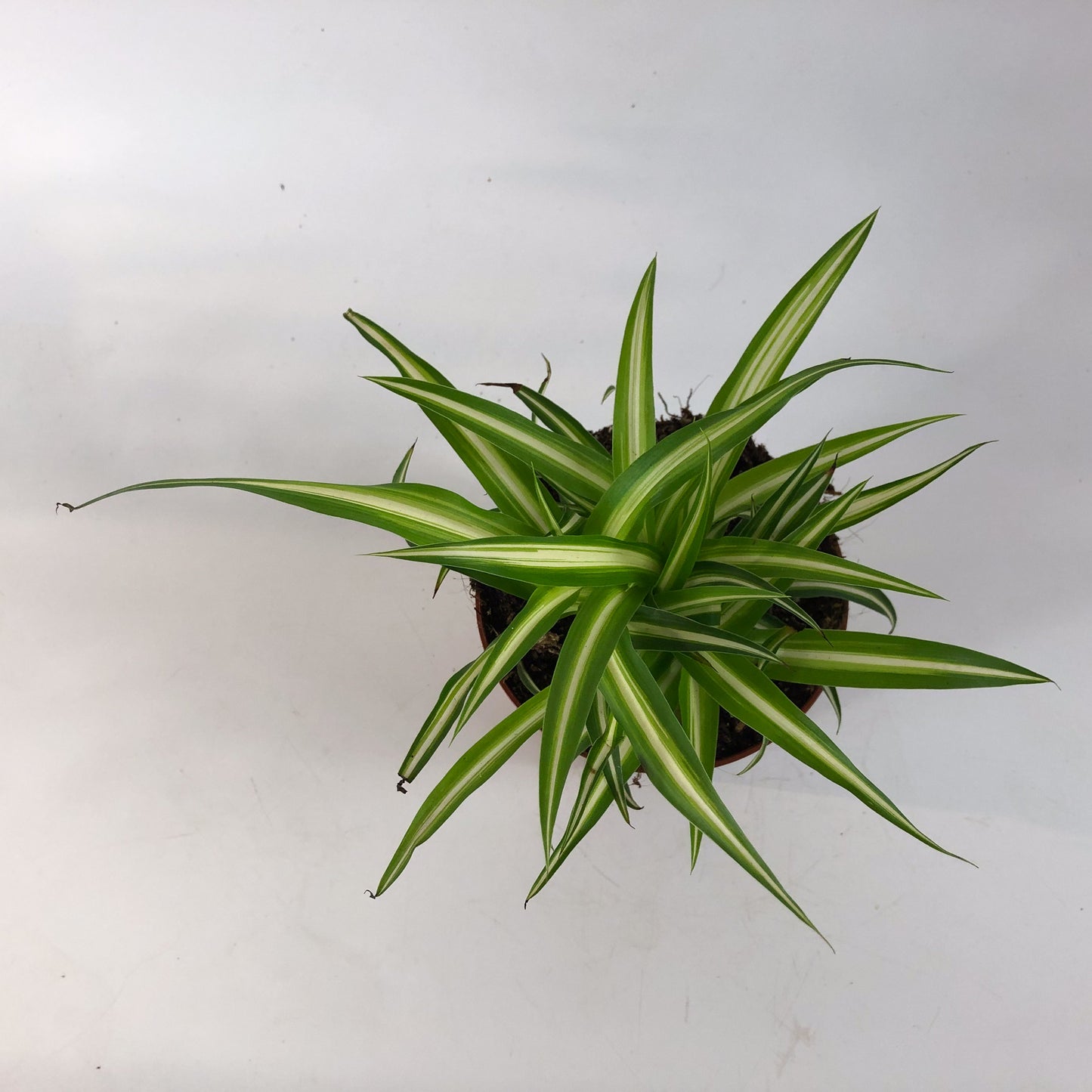 Chlorophytum Variegatum 12cm H25cm