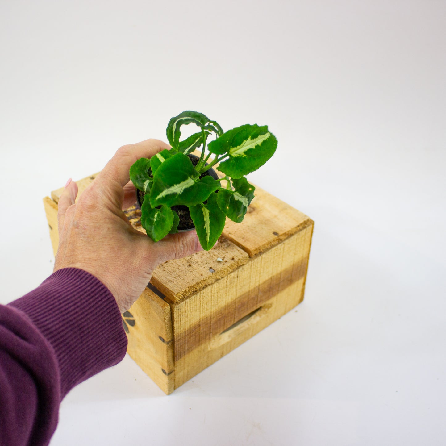 Syngonium wendlandii  6cm H15cm