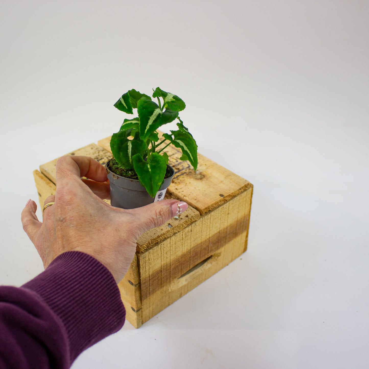 Syngonium wendlandii  6cm H15cm