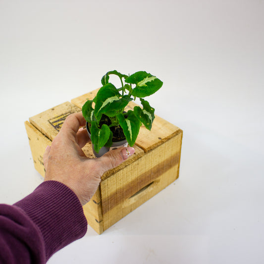 Syngonium wendlandii  6cm H15cm