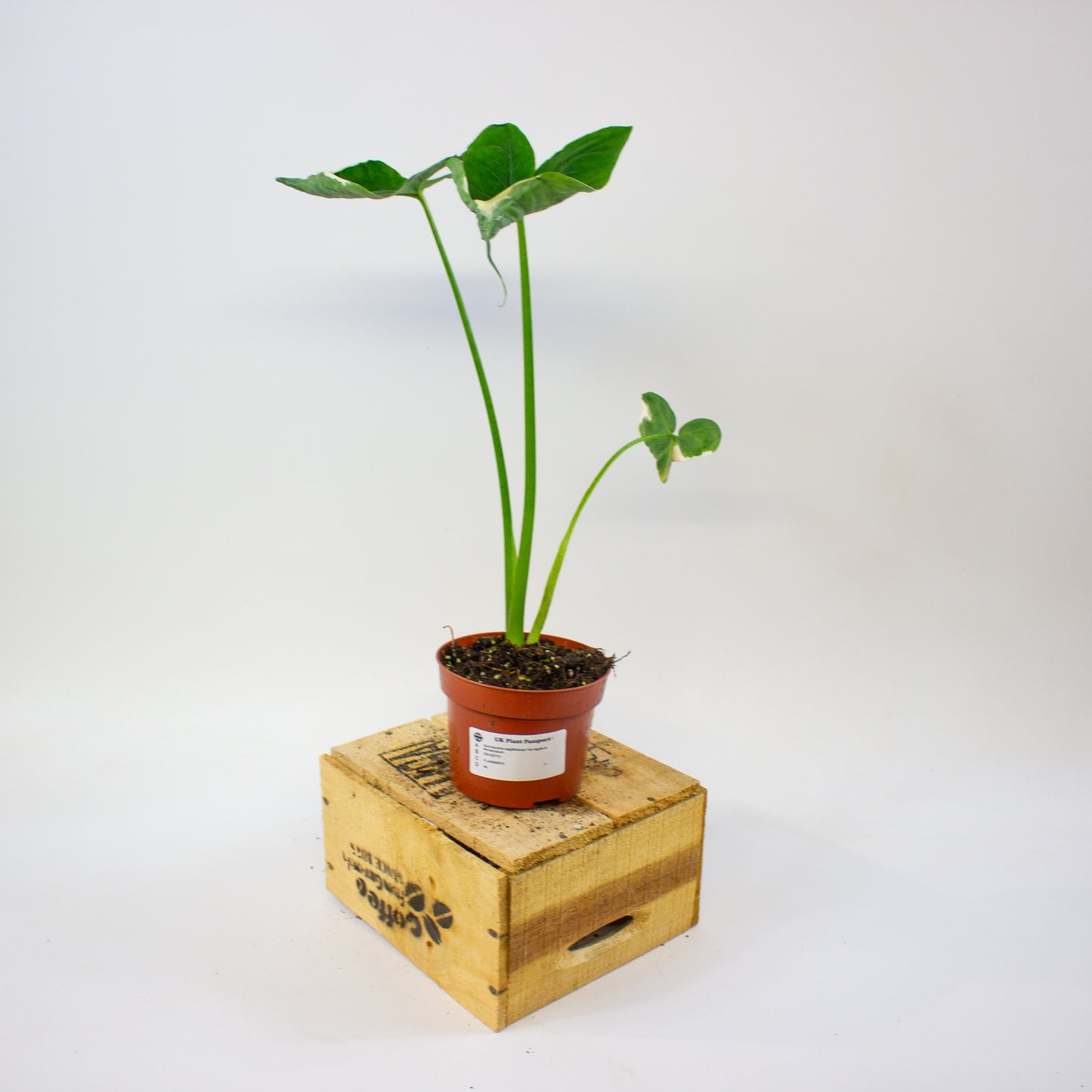 Xanthosoma sagittifolium Variegatum Monstrosum  10.5cm H20cm