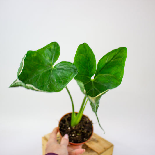 Xanthosoma sagittifolium Variegatum Monstrosum  10.5cm H20cm