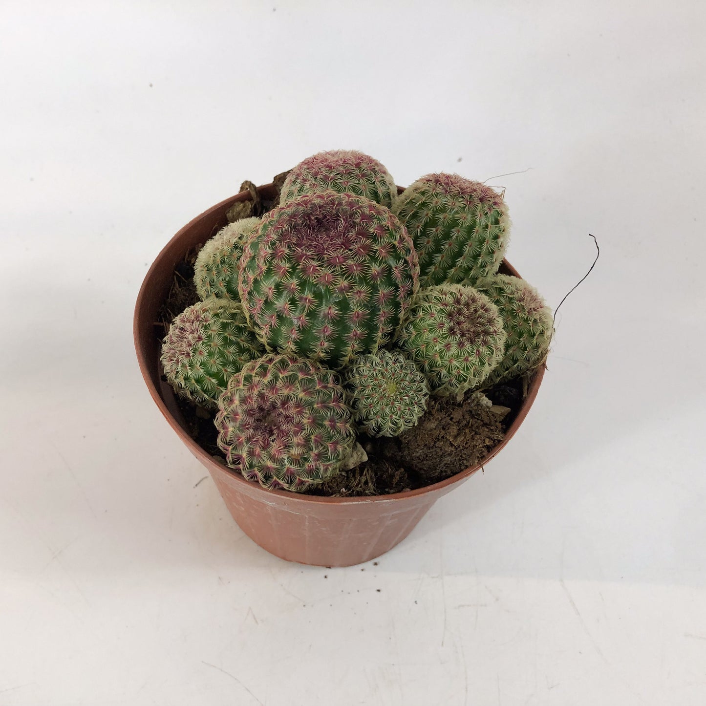 Echinocereus rigidissimus 12cm H20cm