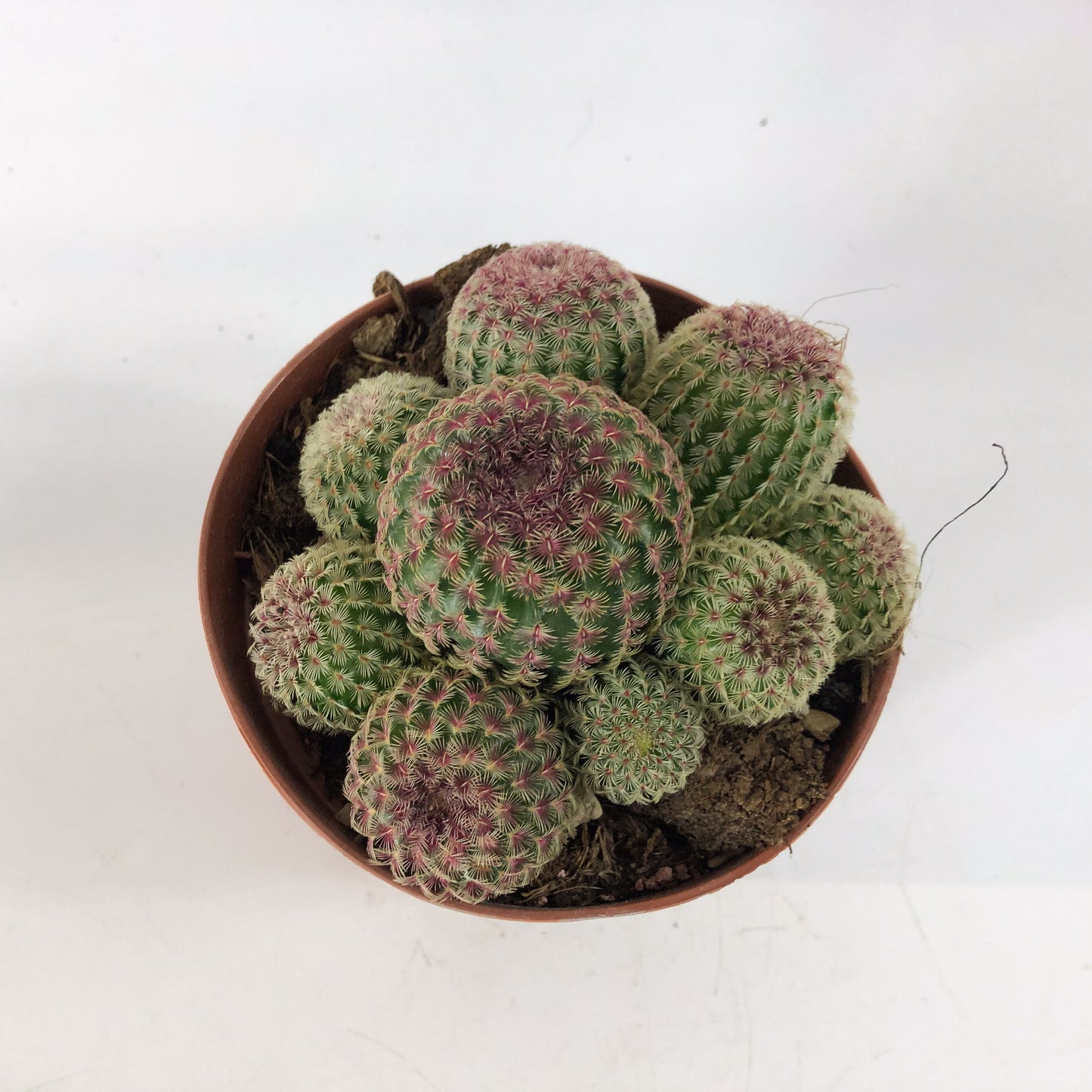 Echinocereus rigidissimus 12cm H20cm