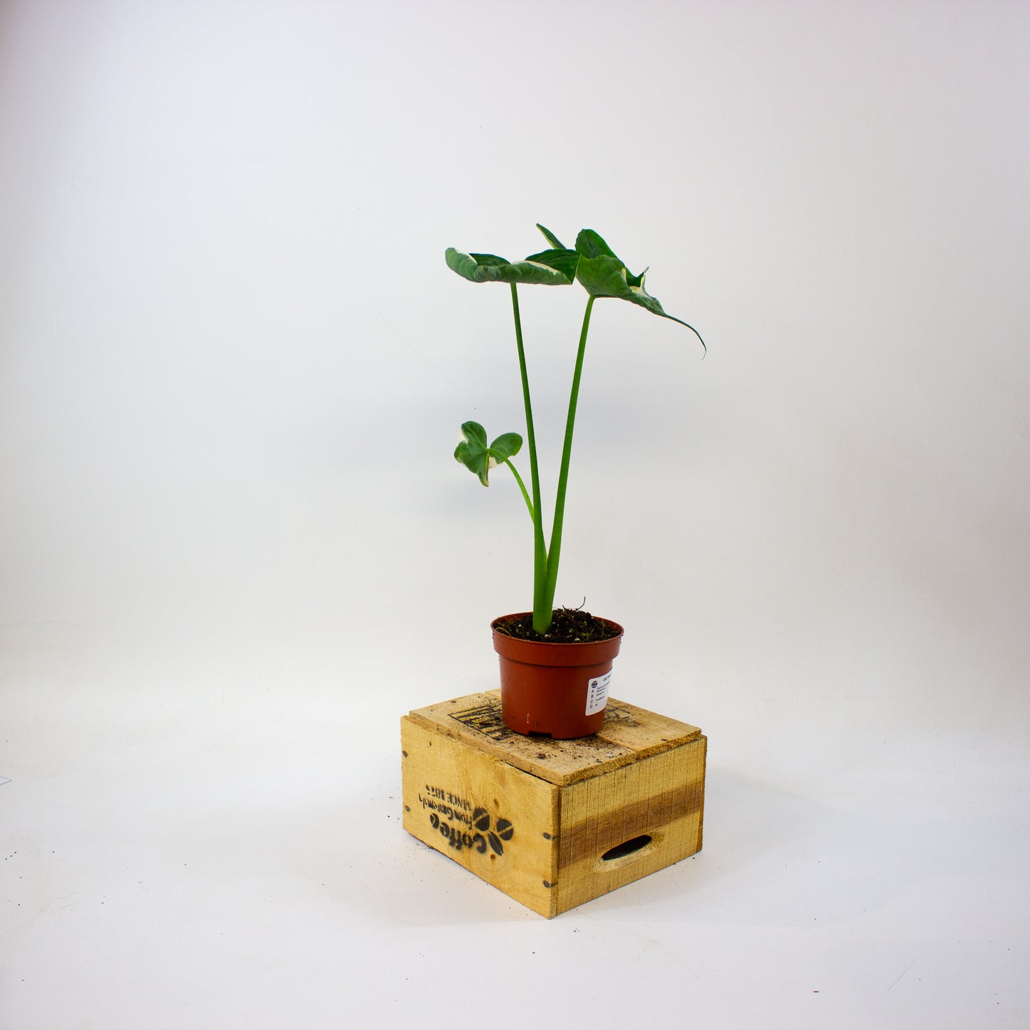 Xanthosoma sagittifolium Variegatum Monstrosum  10.5cm H20cm