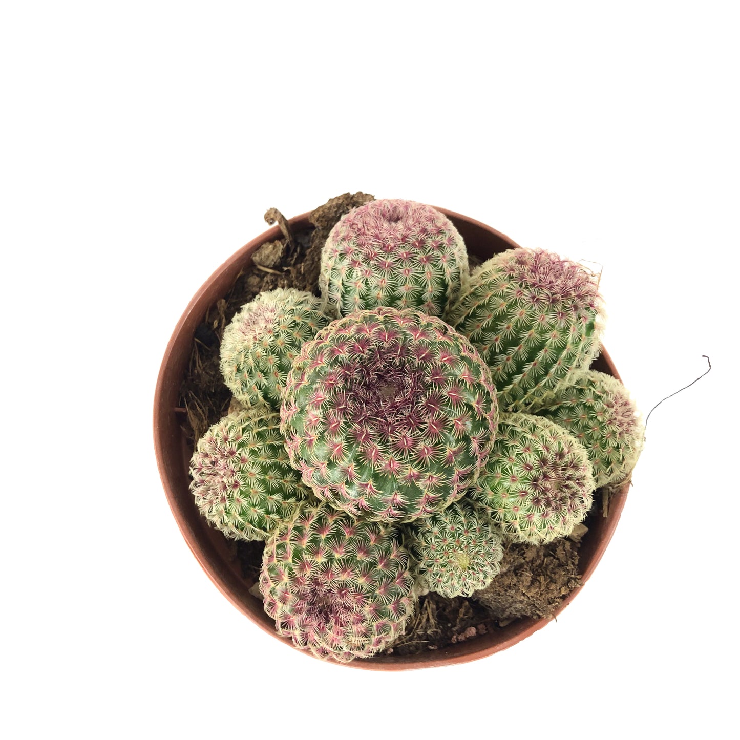 Echinocereus rigidissimus 12cm H20cm
