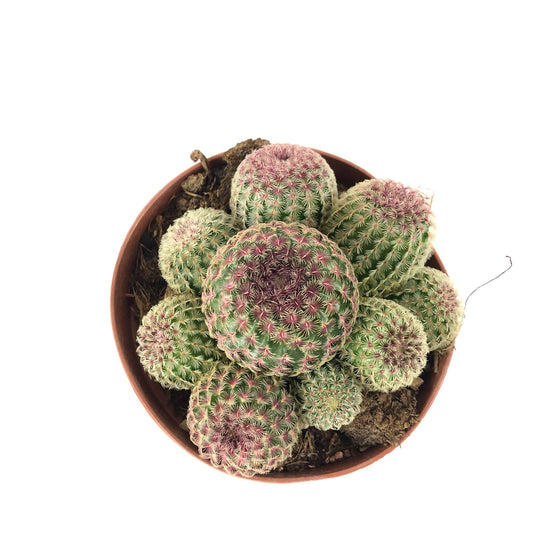Echinocereus rigidissimus 12cm H20cm
