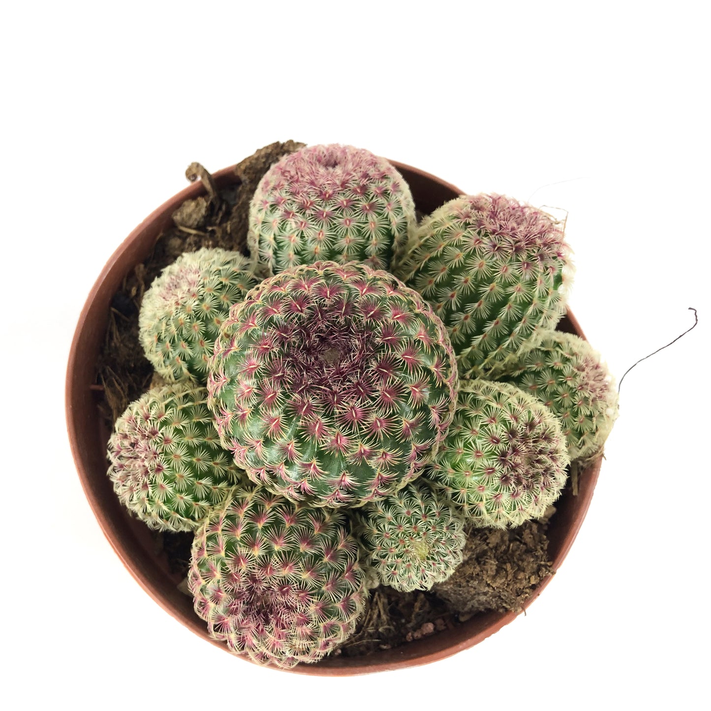 Echinocereus rigidissimus 12cm H20cm