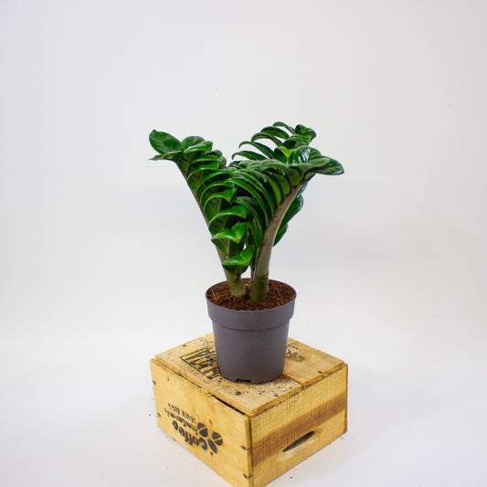 Zamioculcas zamiifolia ZENZI  11cm H35cm