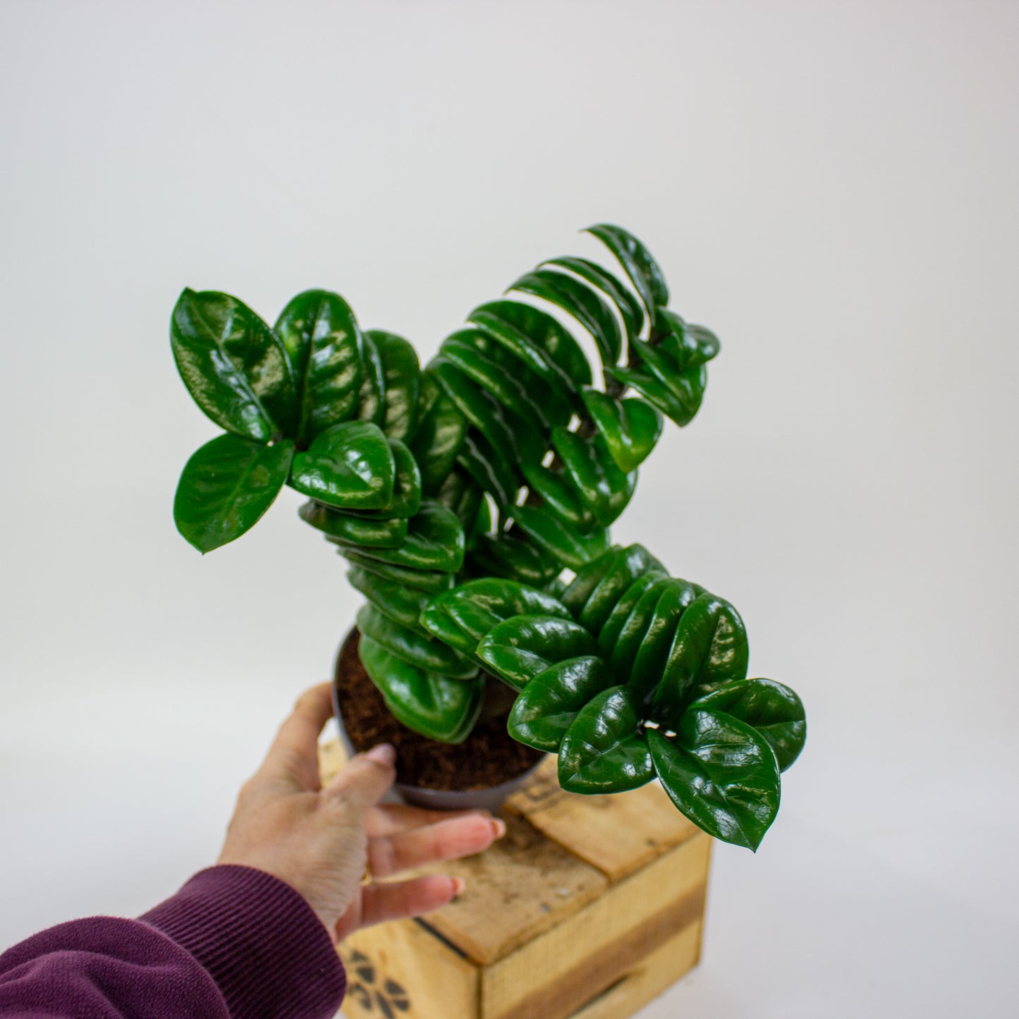 Zamioculcas zamiifolia ZENZI  11cm H35cm