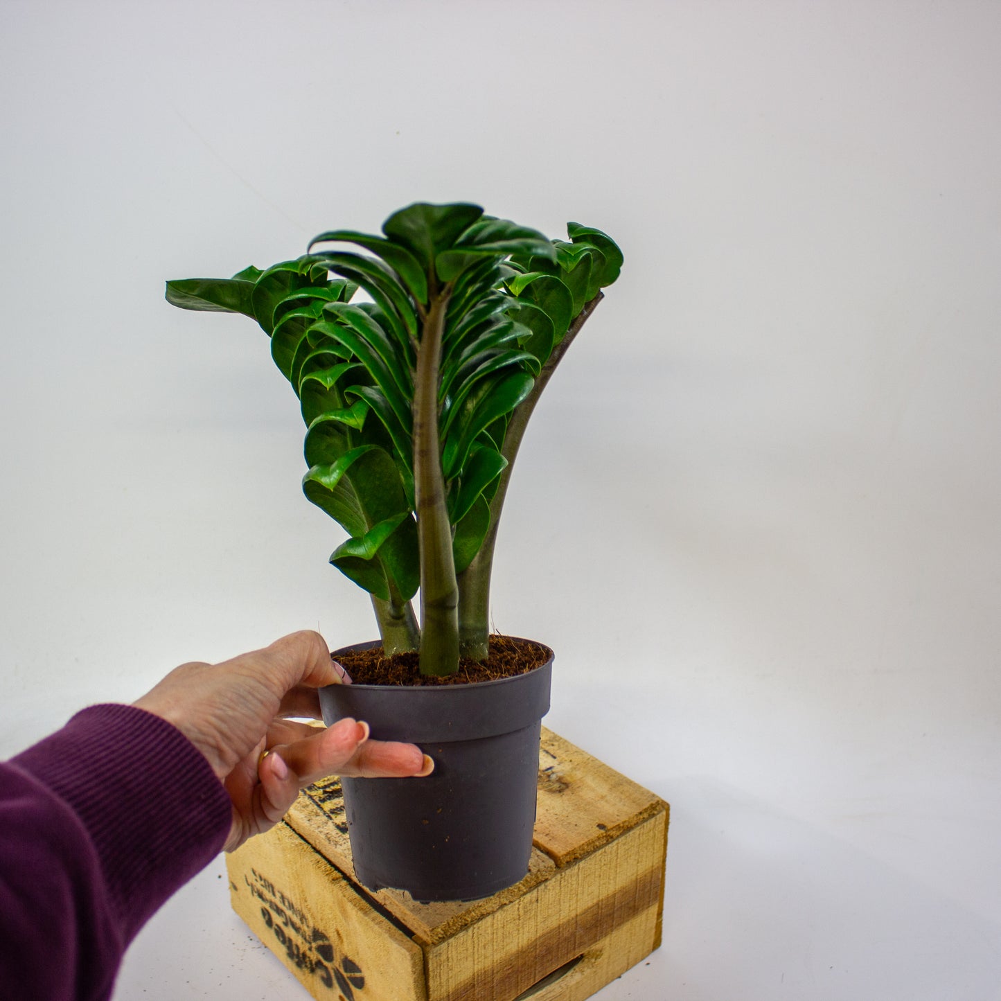 Zamioculcas zamiifolia ZENZI  11cm H35cm