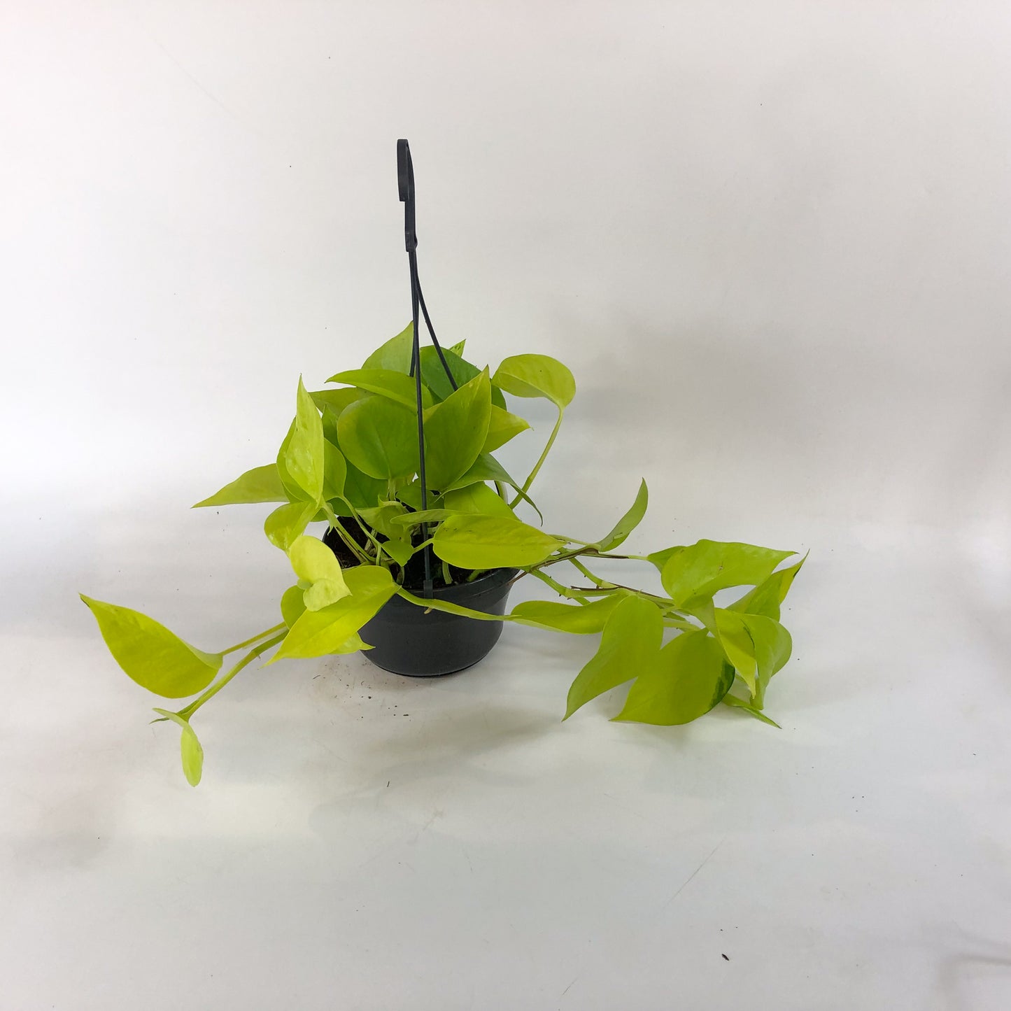 Epipremnum Pinnatum Neon Golden Pothos 15cm H40cm