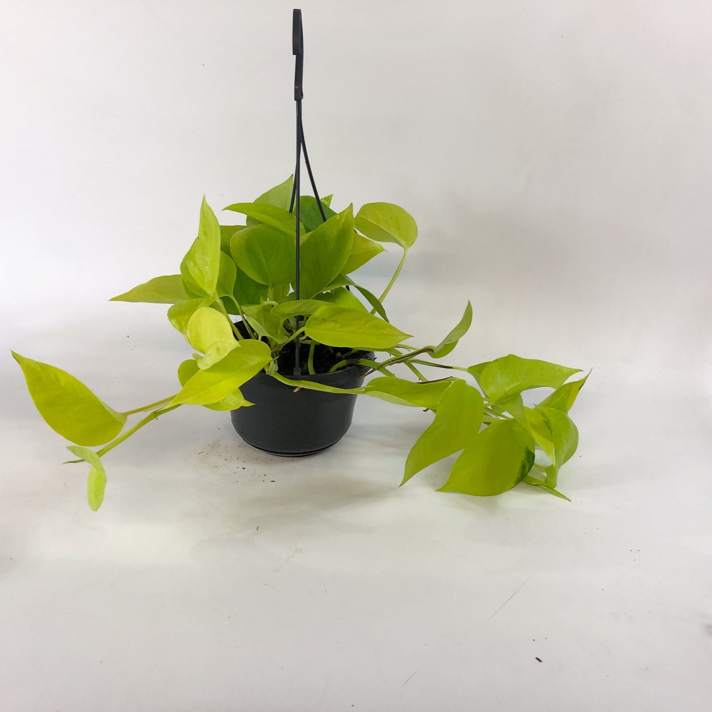 Epipremnum Pinnatum Neon Golden Pothos 15cm H40cm
