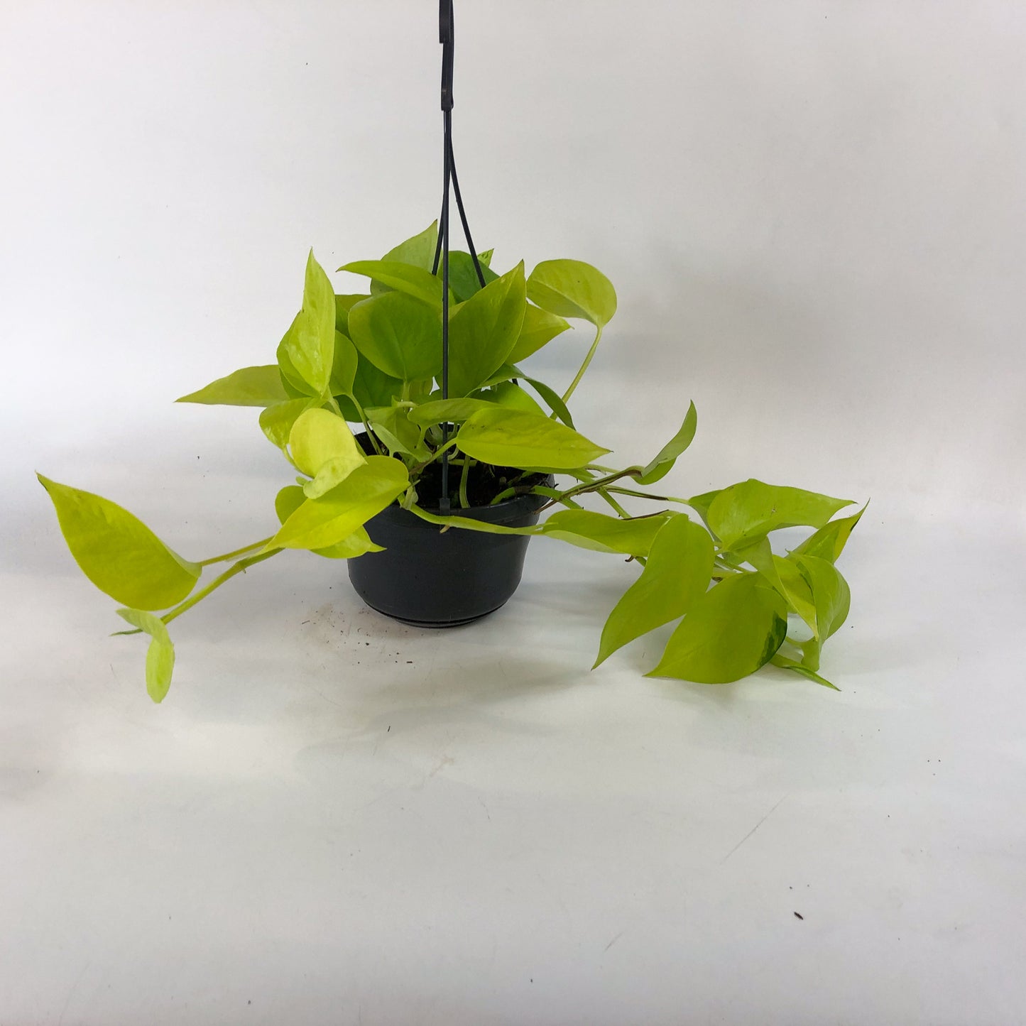 Epipremnum Pinnatum Neon Golden Pothos 15cm H40cm
