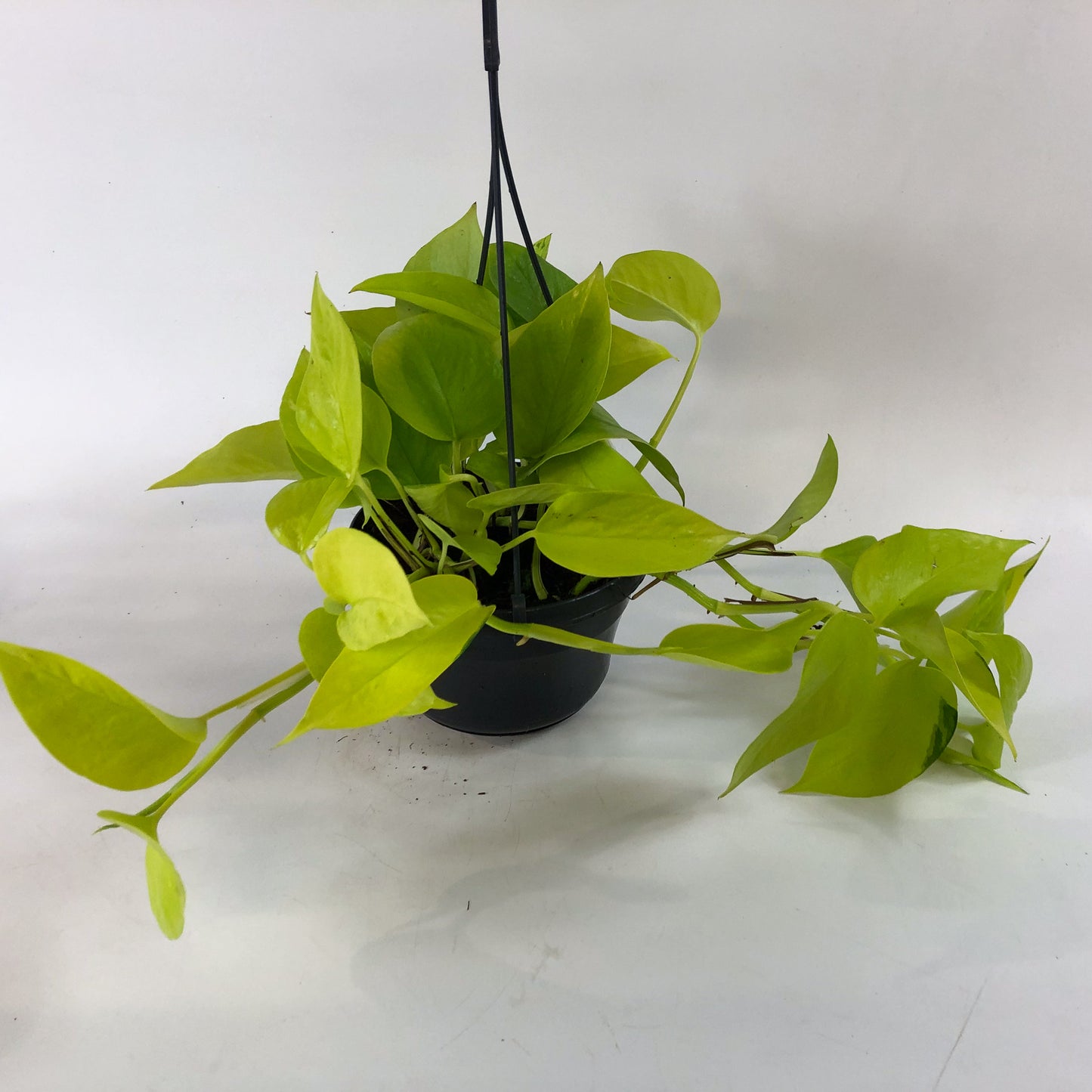 Epipremnum Pinnatum Neon Golden Pothos 15cm H40cm