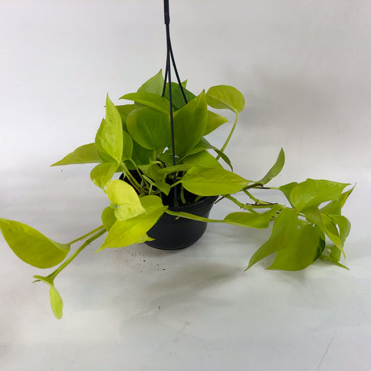 Epipremnum Pinnatum Neon Golden Pothos 15cm H40cm