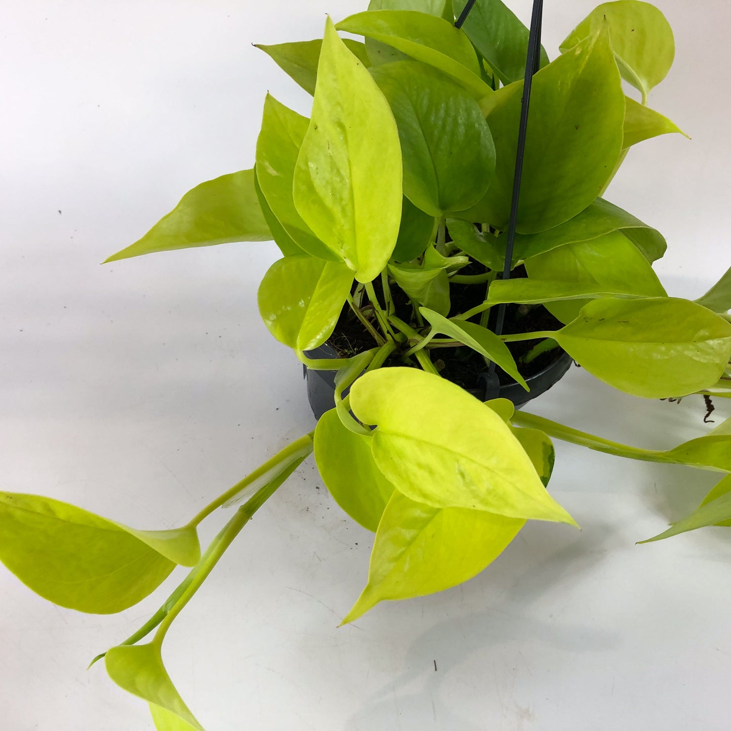 Epipremnum Pinnatum Neon Golden Pothos 15cm H40cm