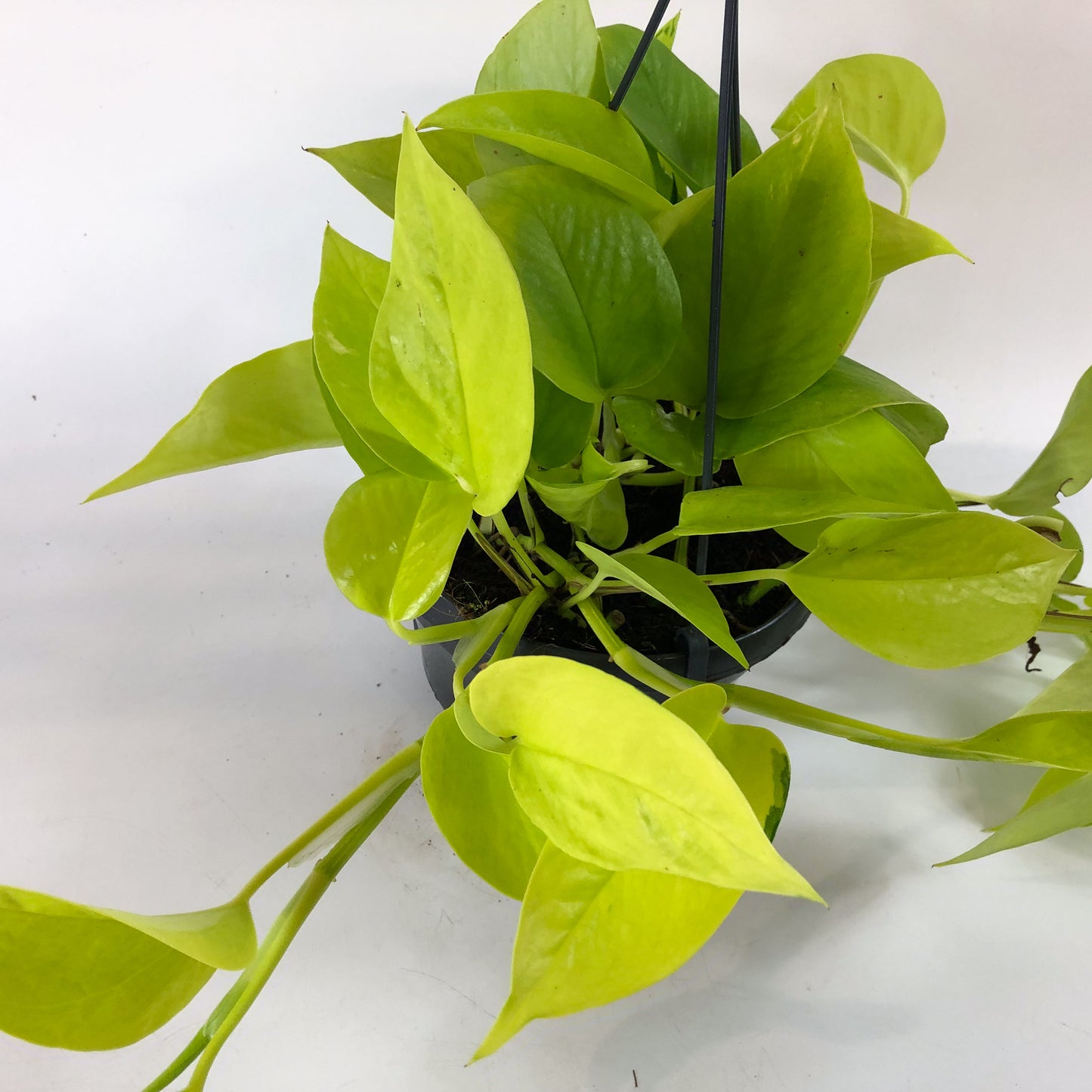 Epipremnum Pinnatum Neon Golden Pothos 15cm H40cm