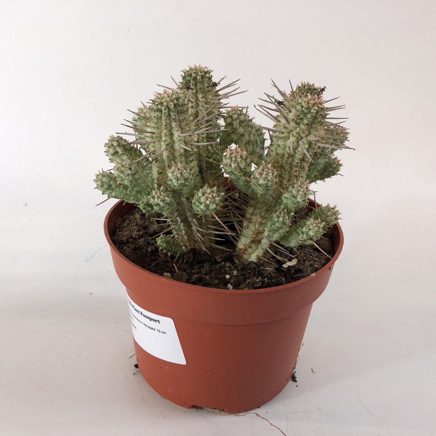 Euphorbia mammillaris `Variegata` 13cm H20cm