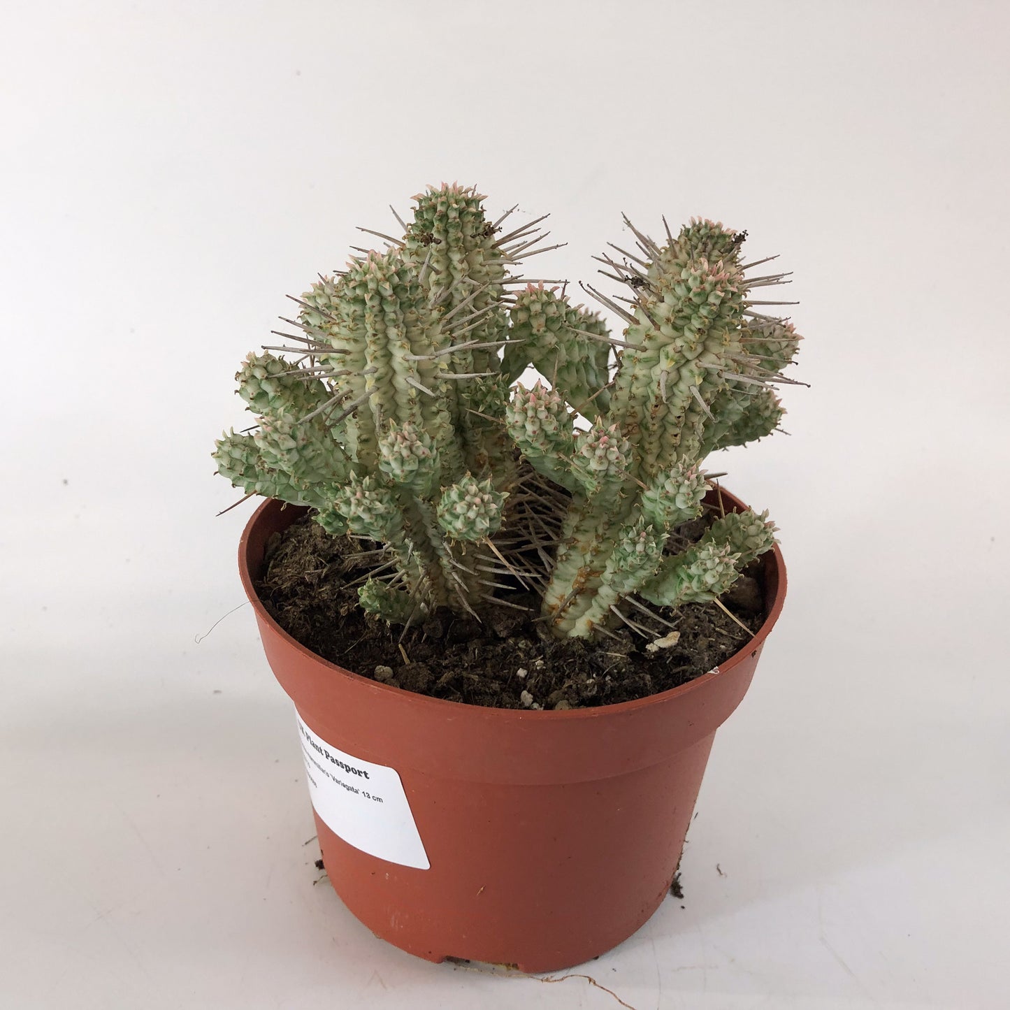 Euphorbia mammillaris `Variegata` 13cm H20cm