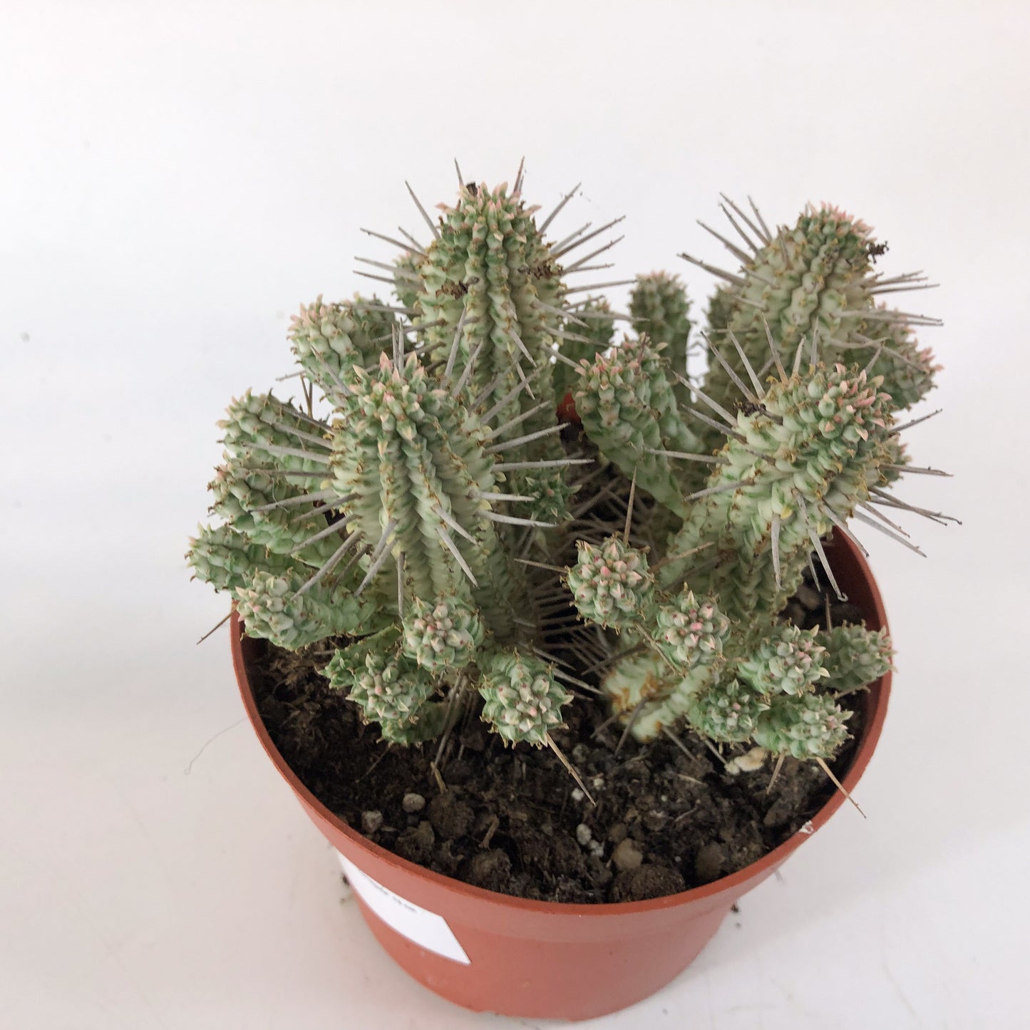 Euphorbia mammillaris `Variegata` 13cm H20cm