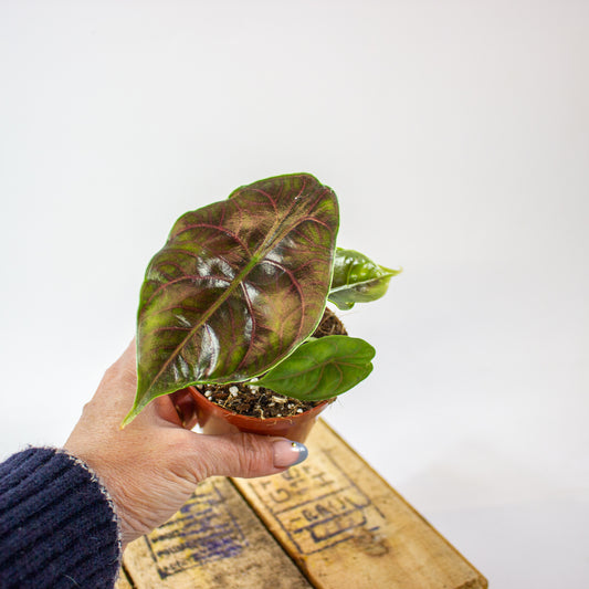 Alocasia Azlanii 8cm H12cm