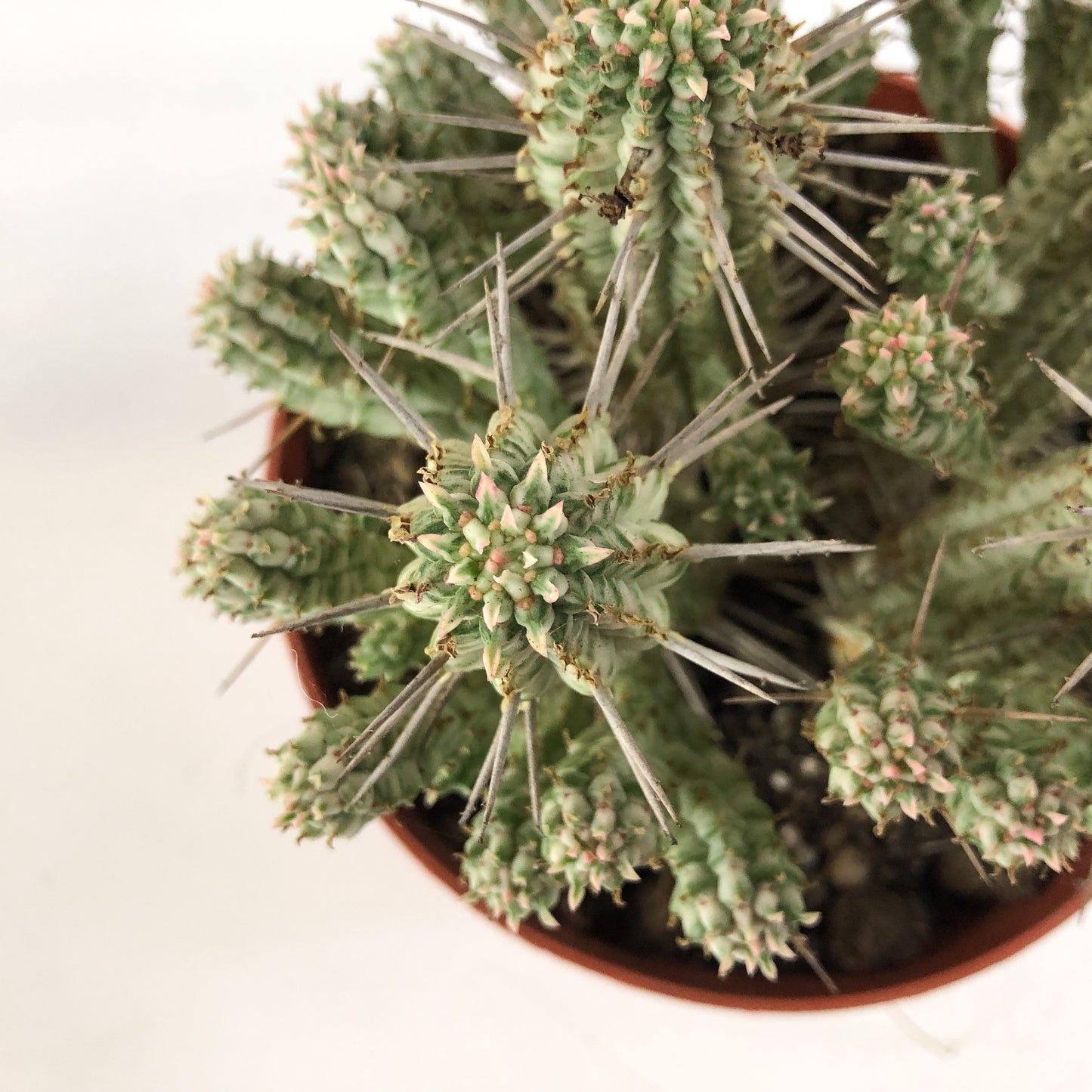 Euphorbia mammillaris `Variegata` 13cm H20cm