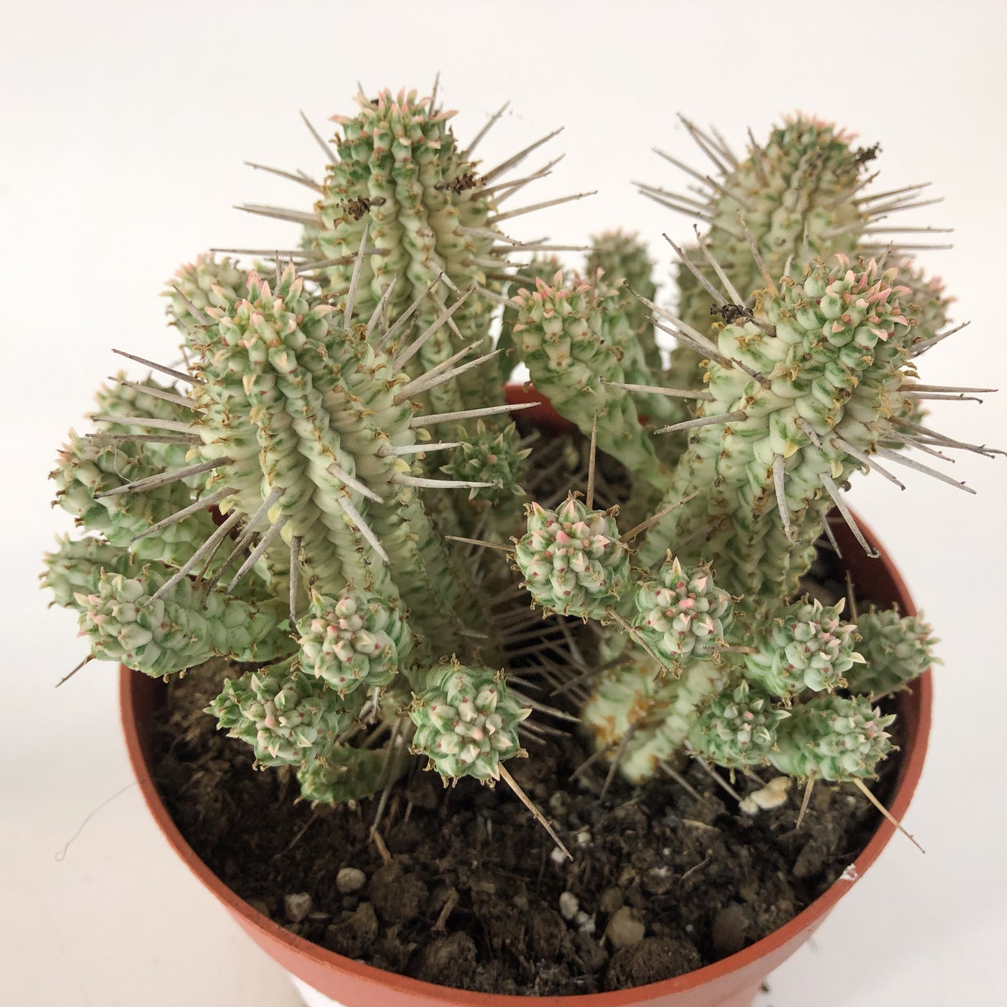 Euphorbia mammillaris `Variegata` 13cm H20cm