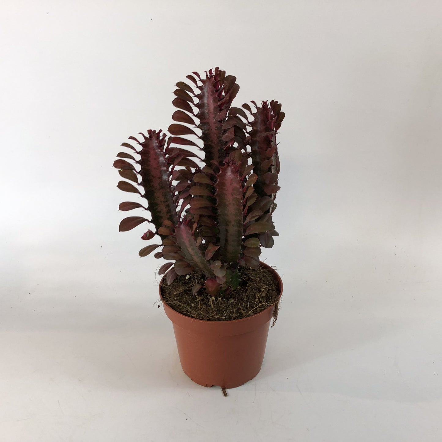 Euphorbia Trigona Rubra 13cm H18cm