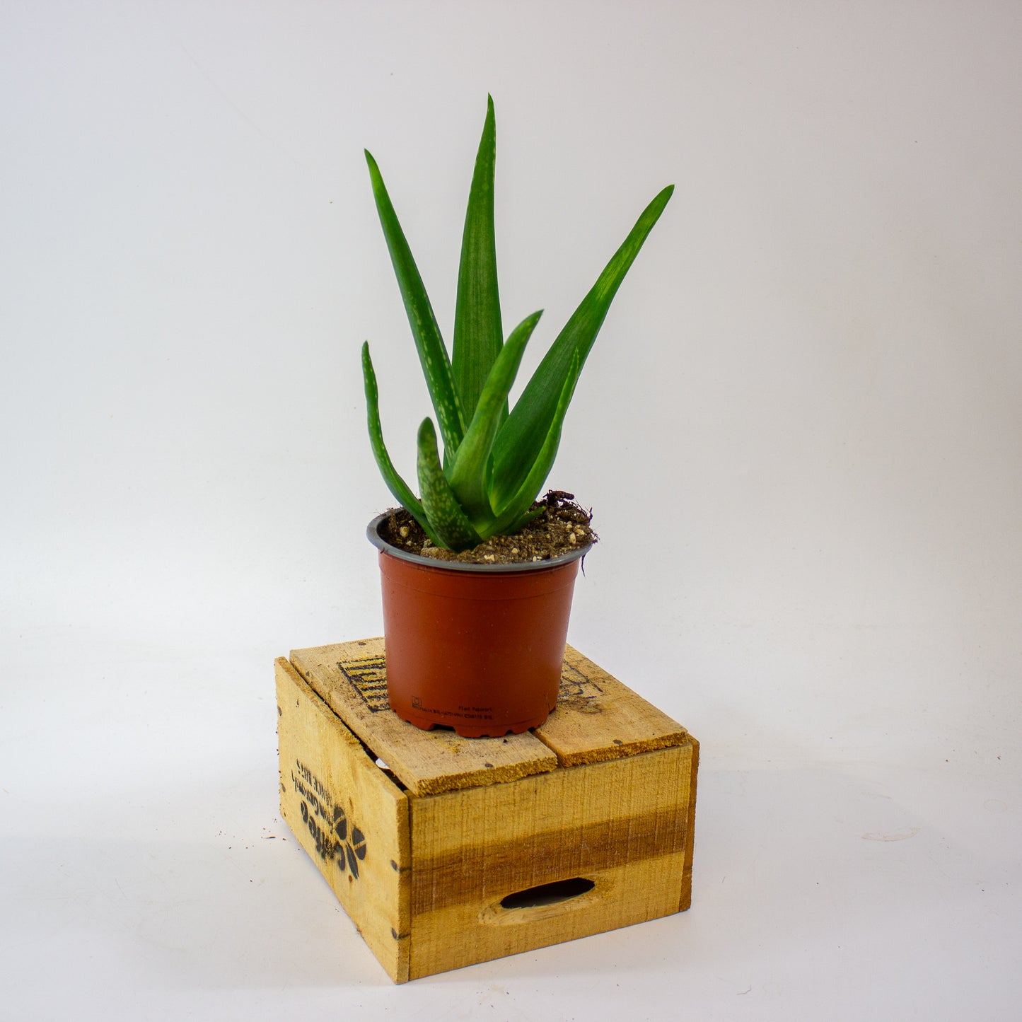 ALOE VERA 12cm H40cm