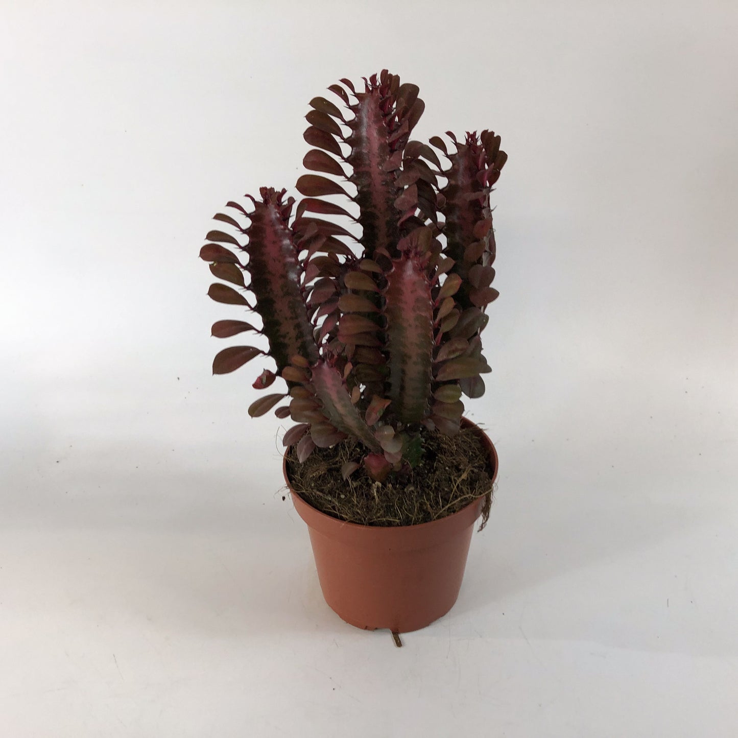 Euphorbia Trigona Rubra 13cm H18cm