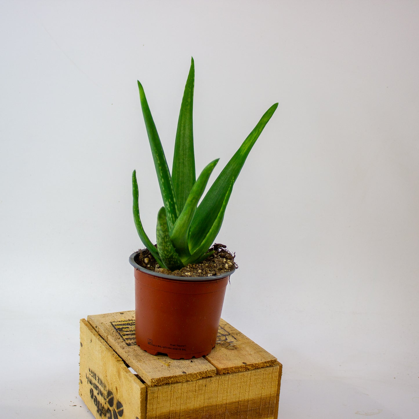 ALOE VERA 12cm H40cm