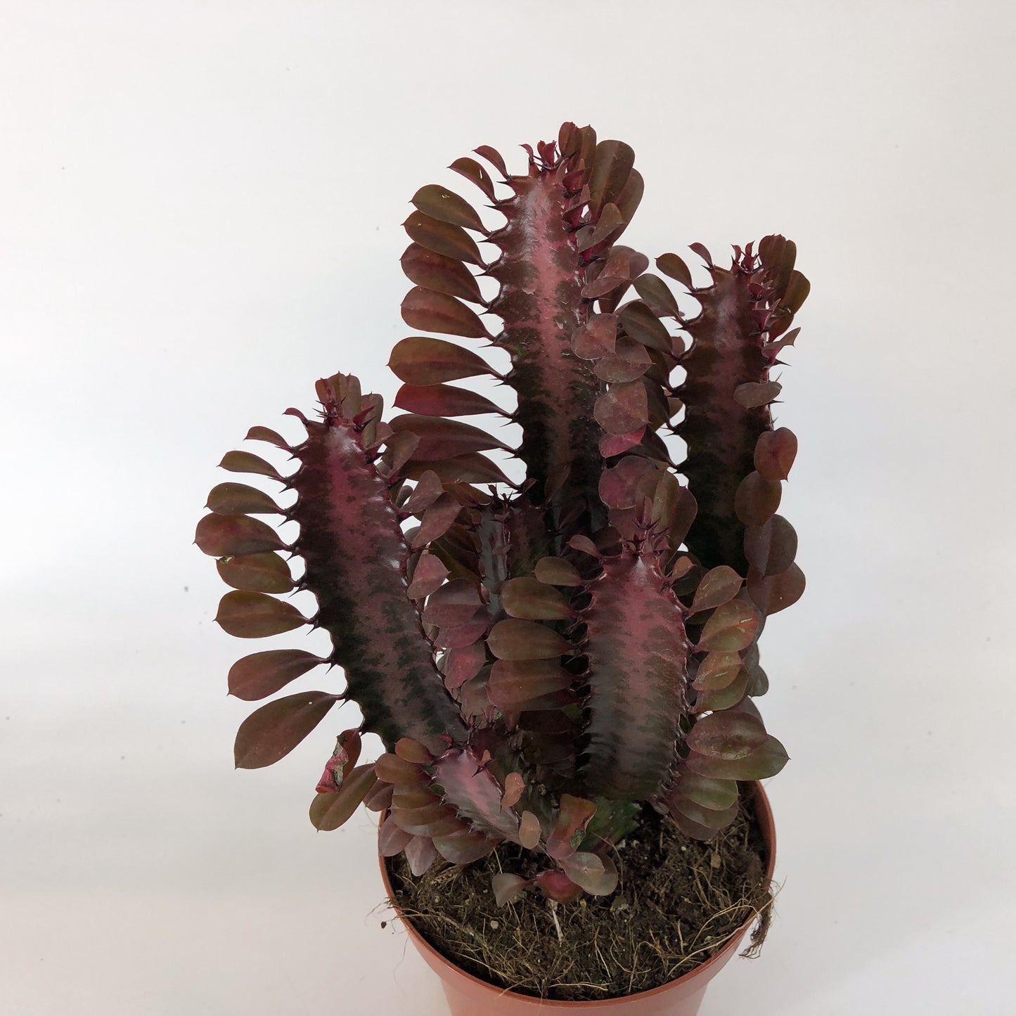 Euphorbia Trigona Rubra 13cm H18cm