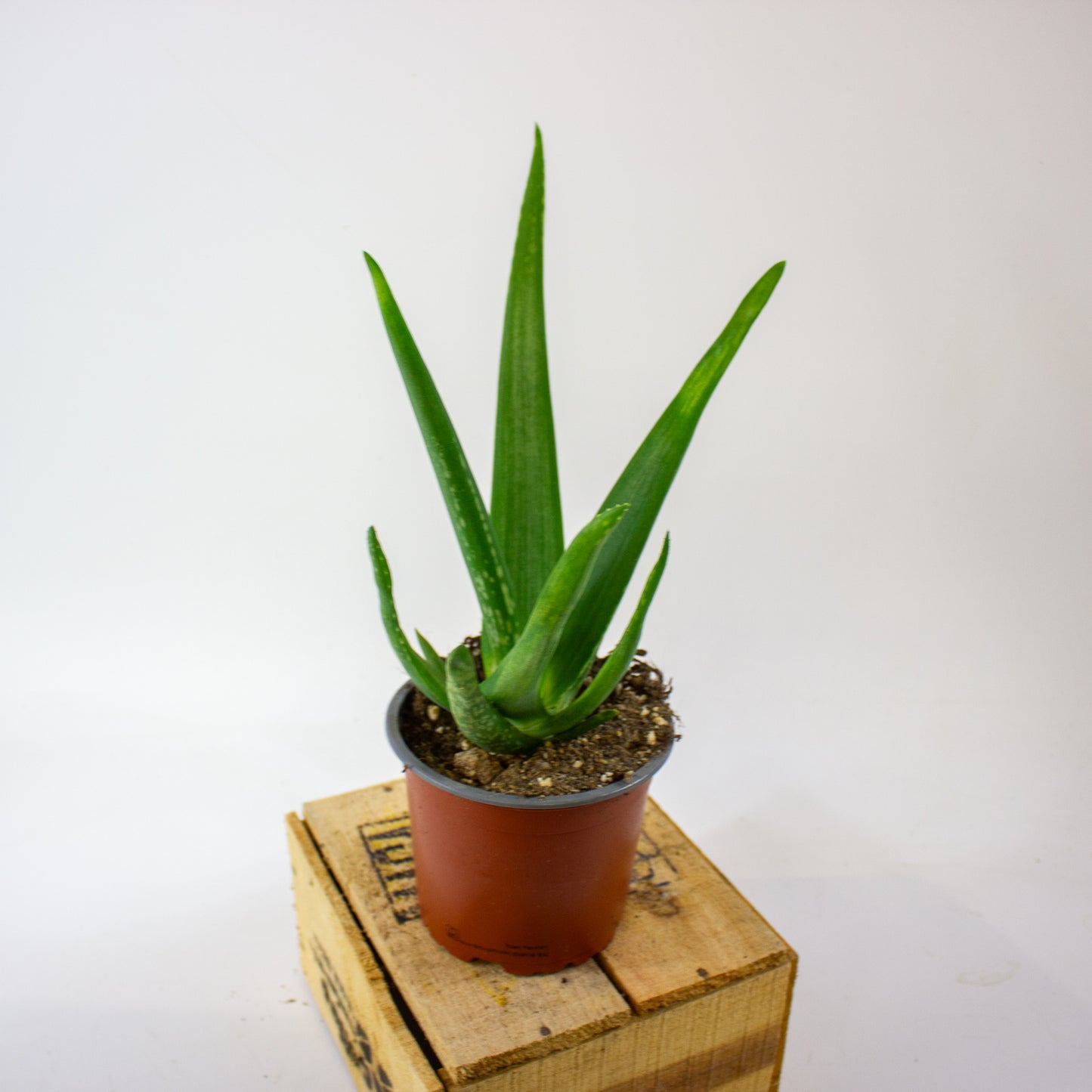 ALOE VERA 12cm H40cm