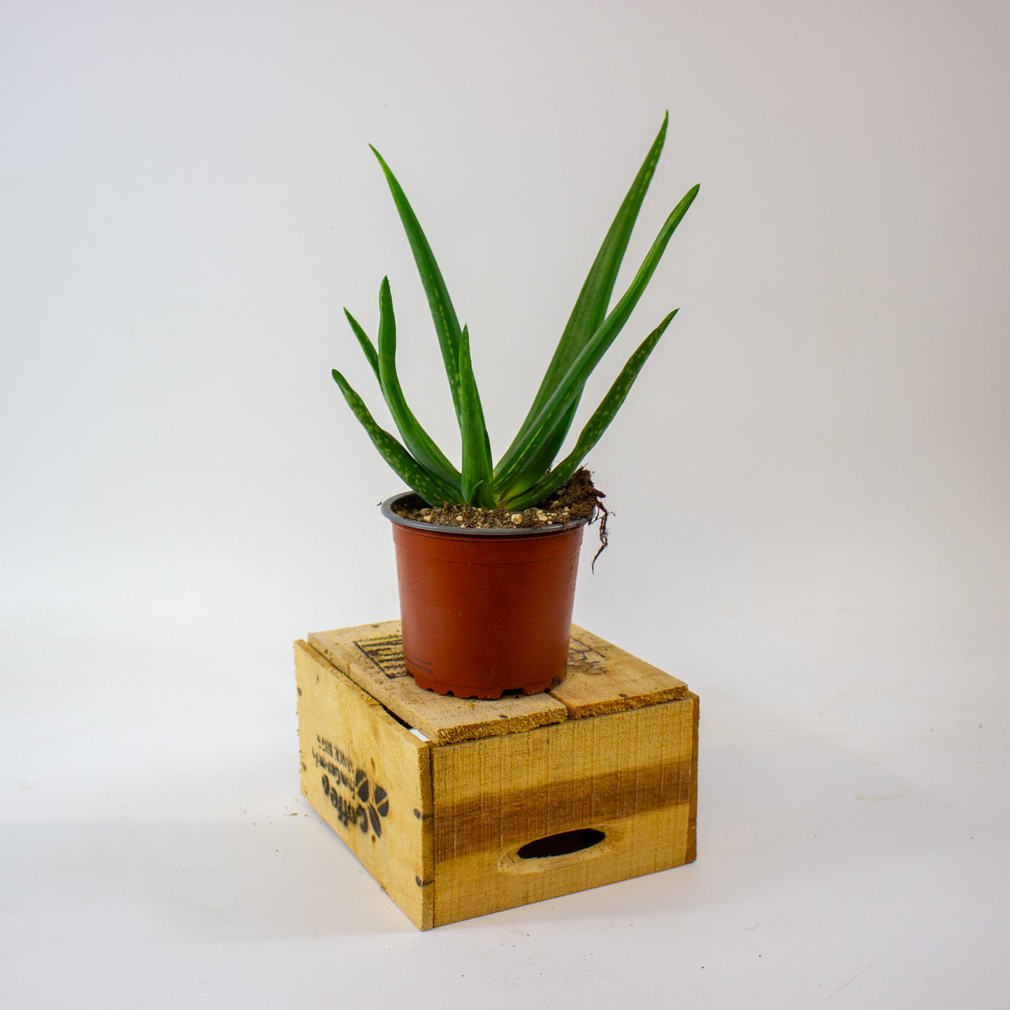 ALOE VERA 12cm H40cm