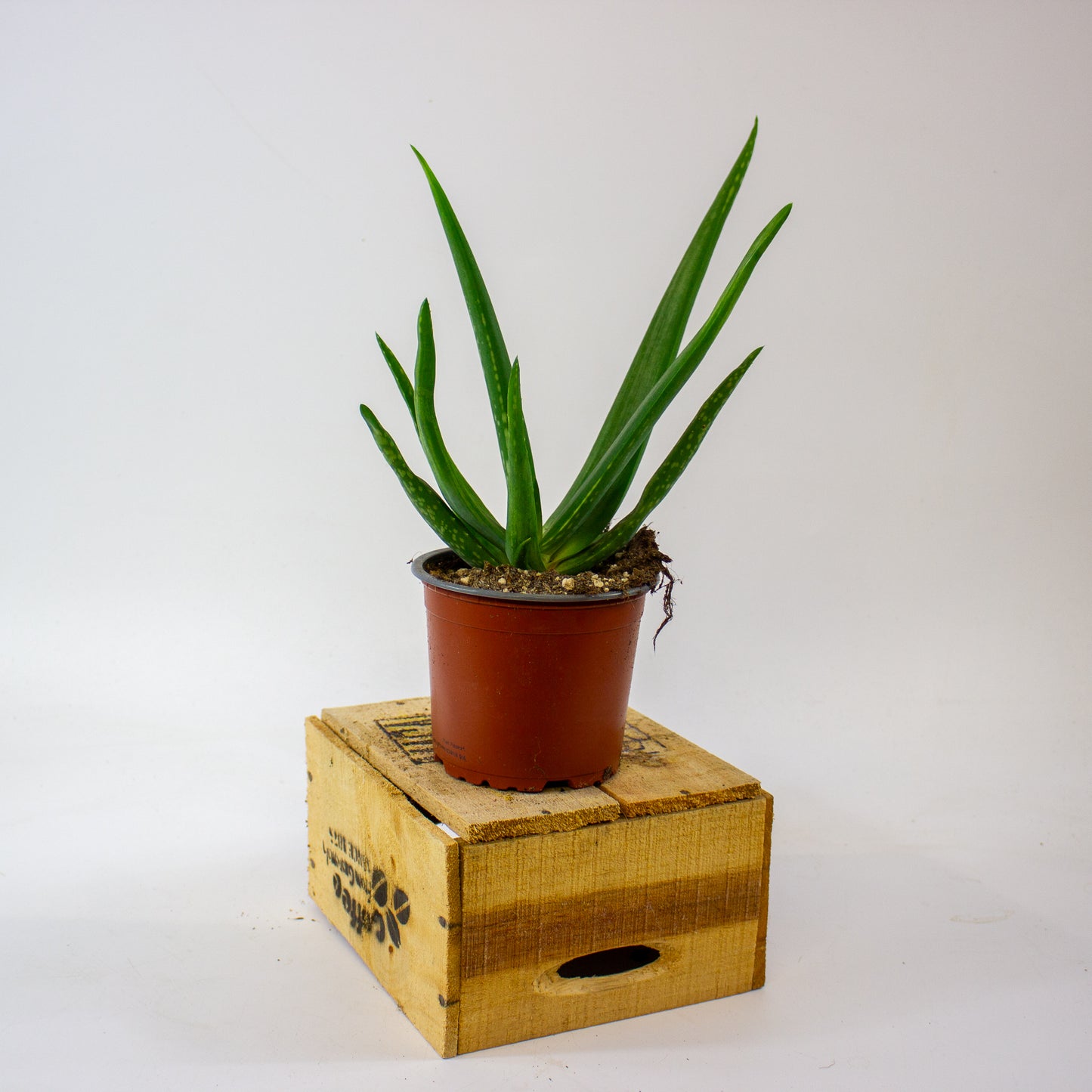 ALOE VERA 12cm H40cm