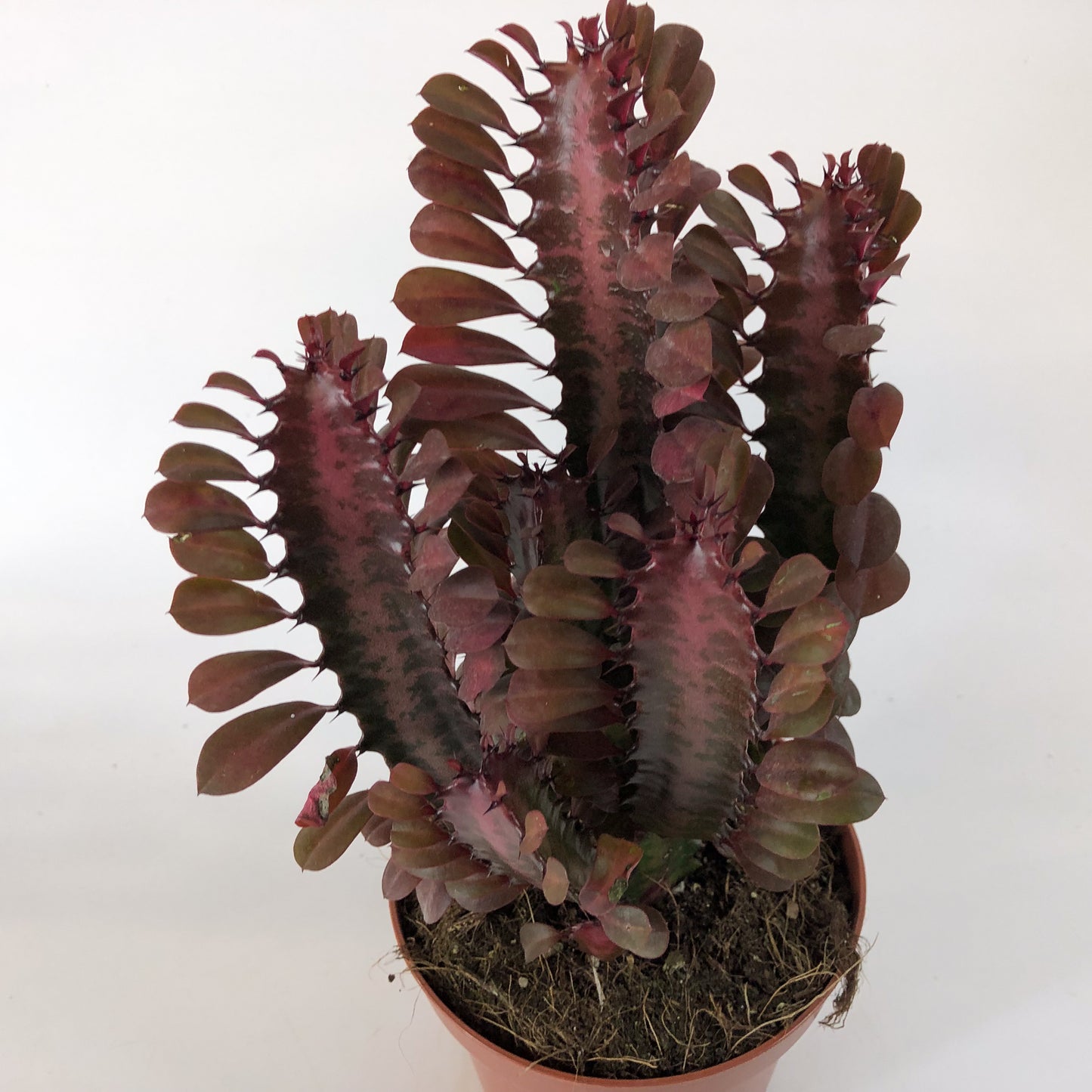 Euphorbia Trigona Rubra 13cm H18cm