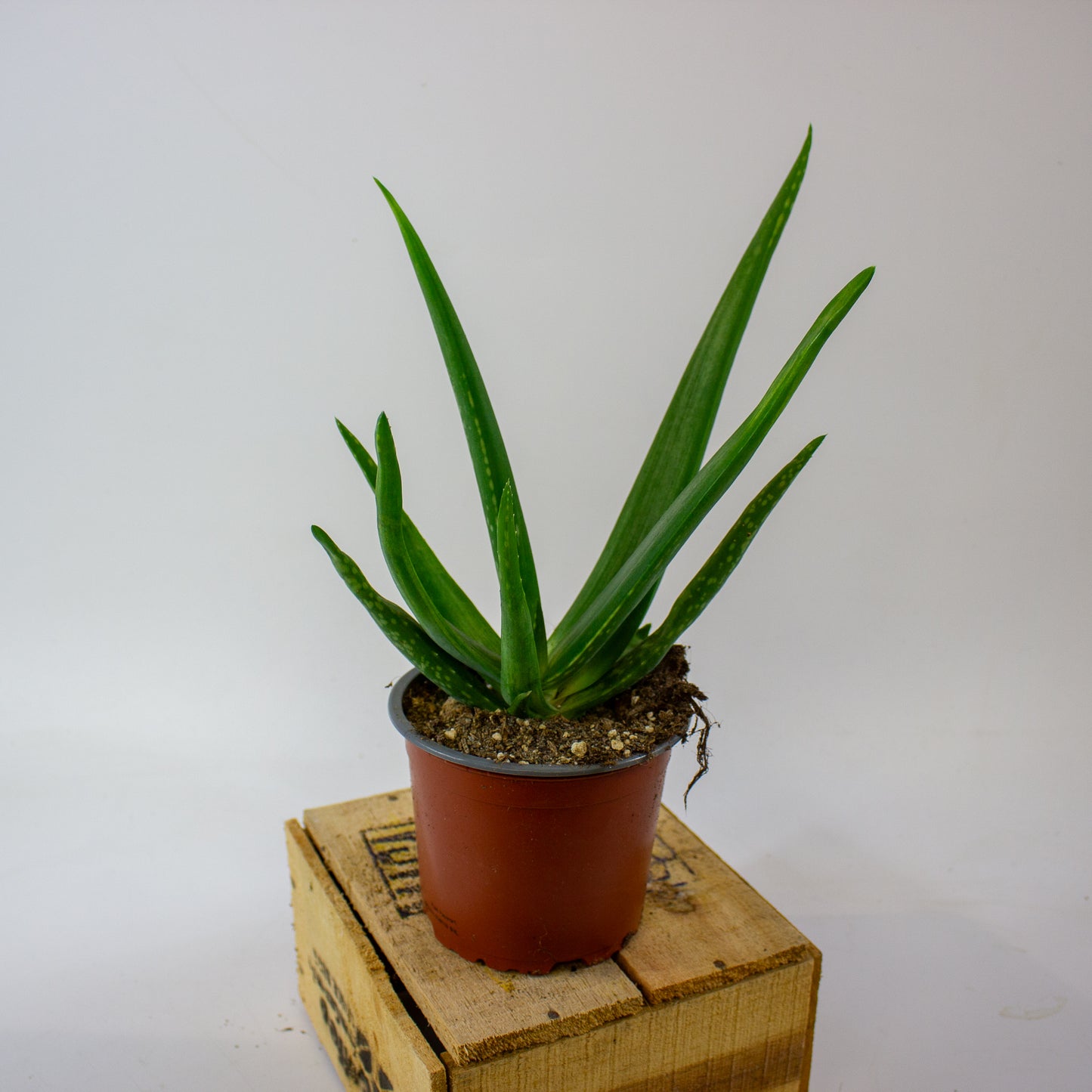 ALOE VERA 12cm H40cm