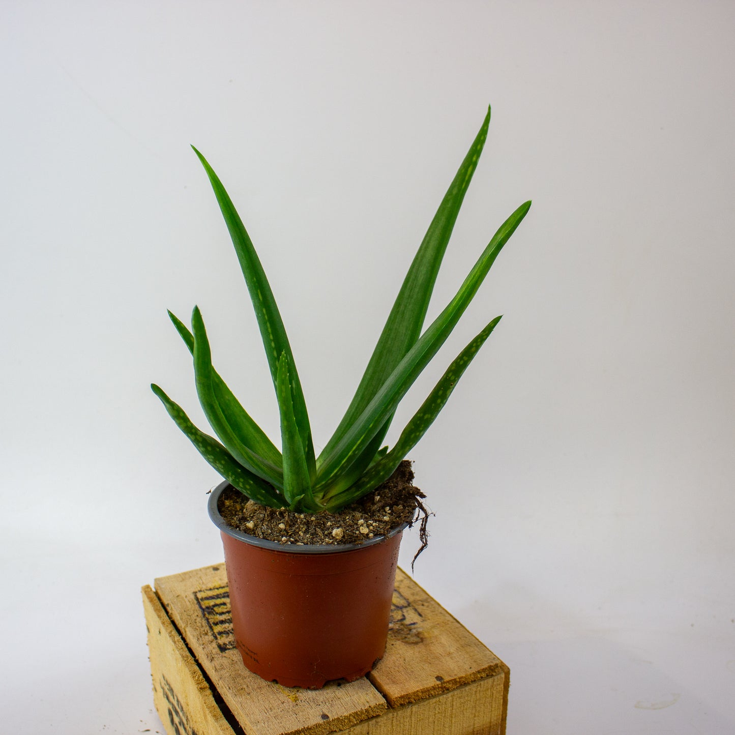 ALOE VERA 12cm H40cm