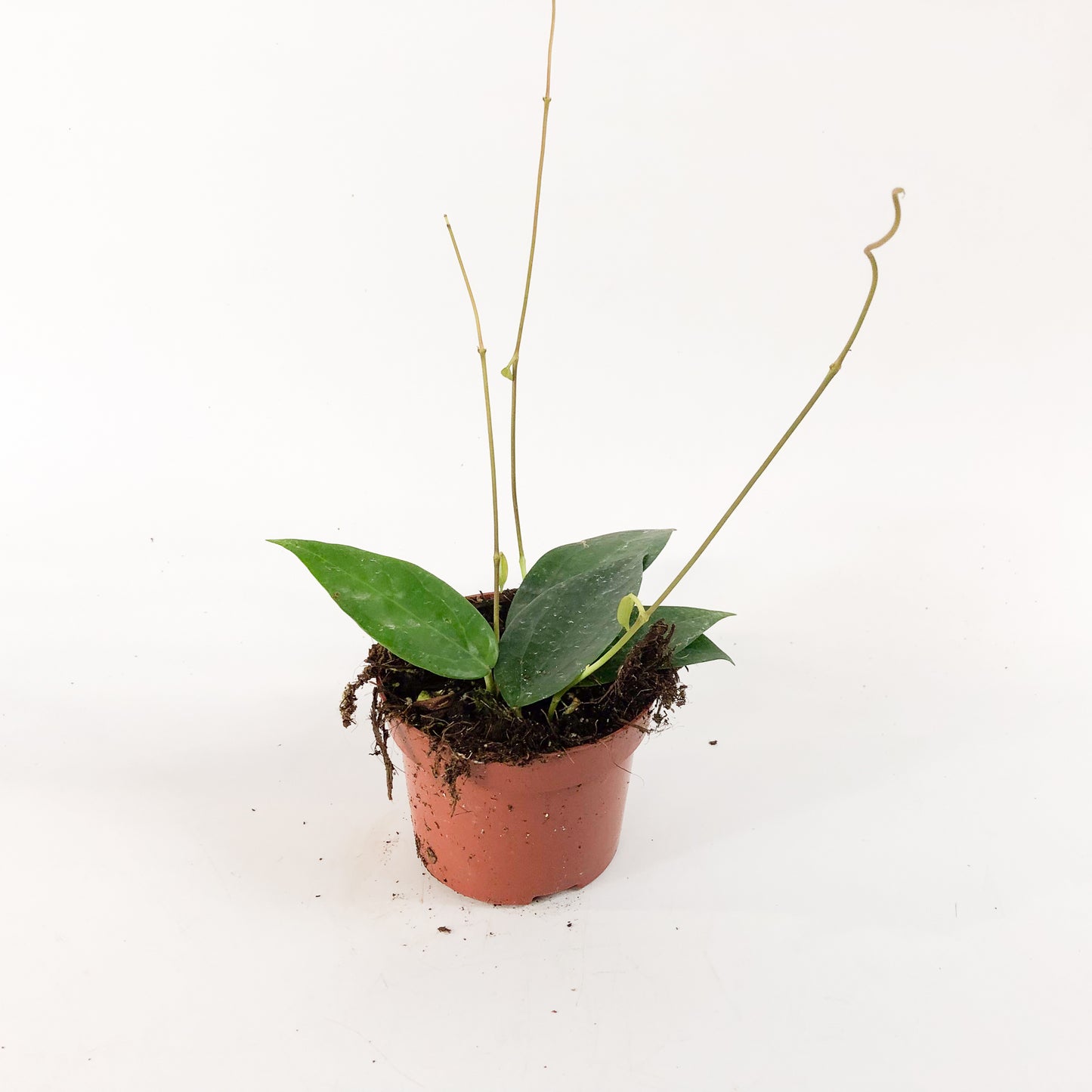 Hoya sp Timor 10.5cm H15cm