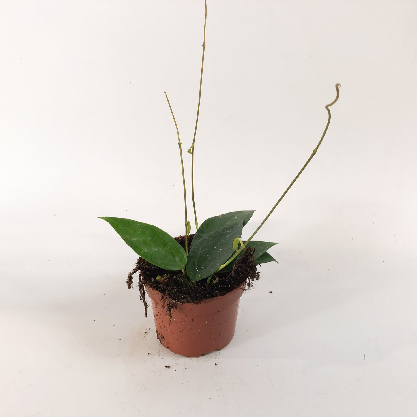 Hoya sp Timor 10.5cm H15cm