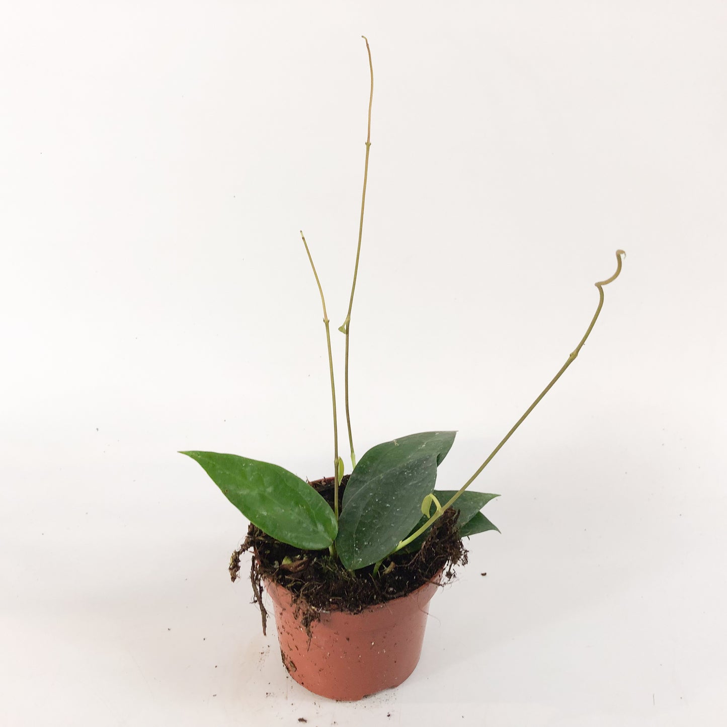 Hoya sp Timor 10.5cm H15cm