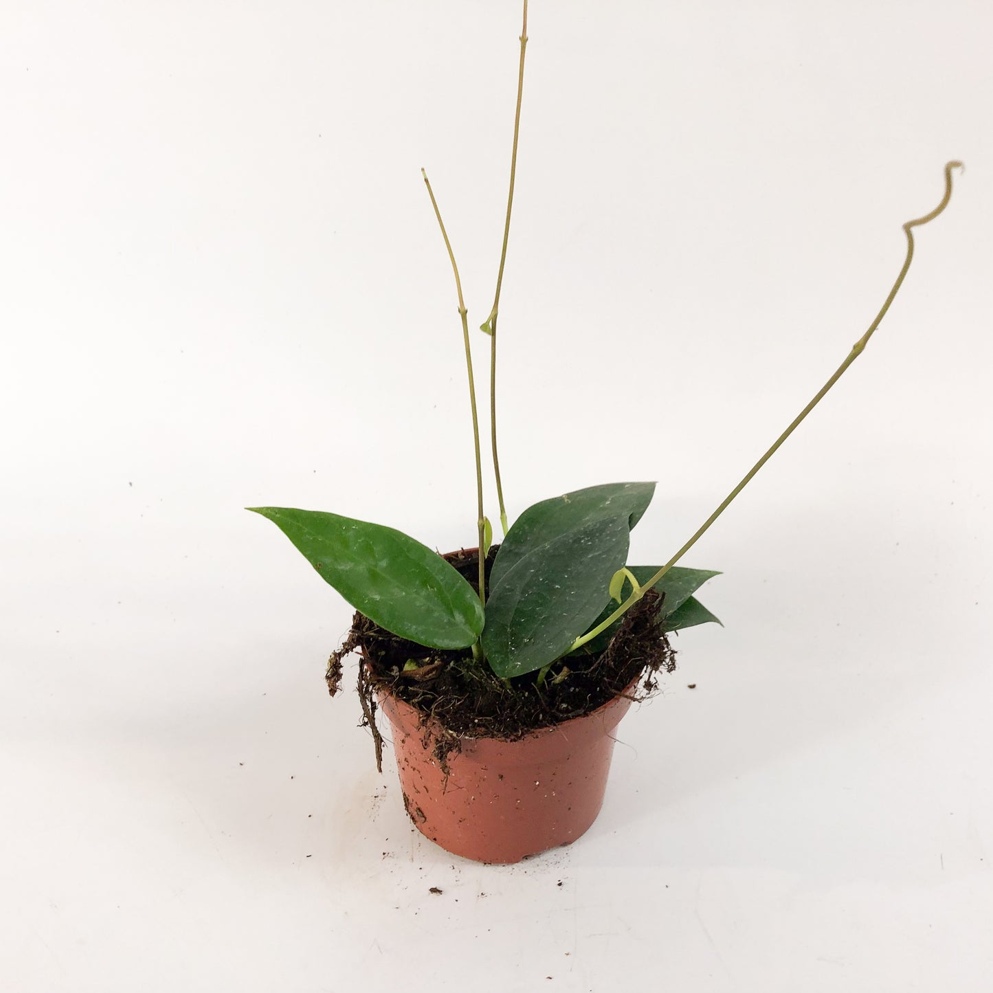 Hoya sp Timor 10.5cm H15cm