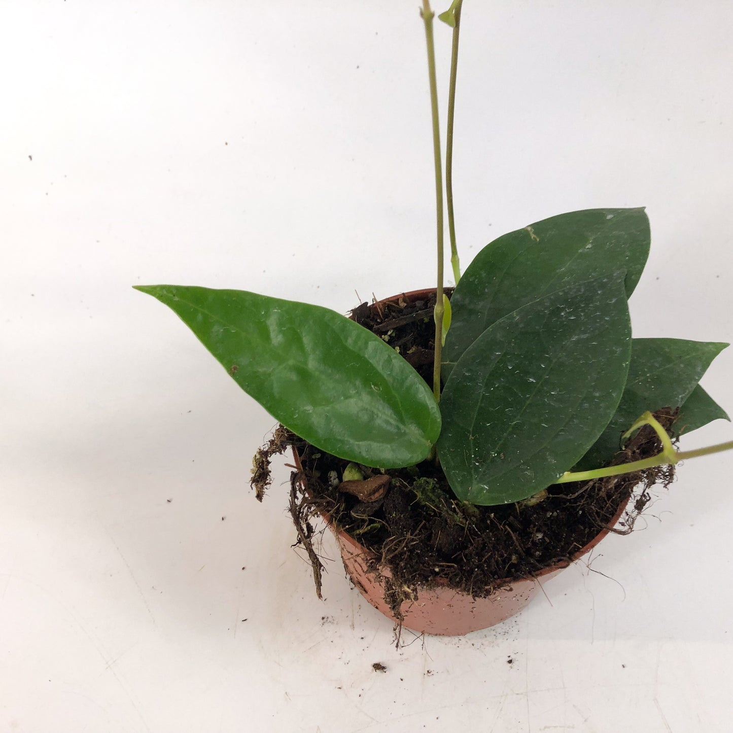 Hoya sp Timor 10.5cm H15cm