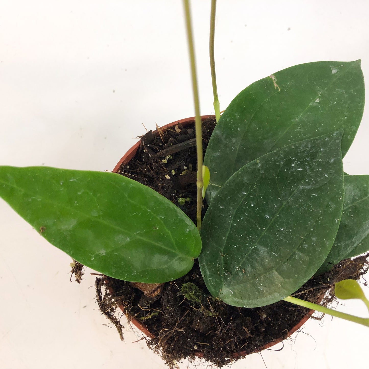 Hoya sp Timor 10.5cm H15cm